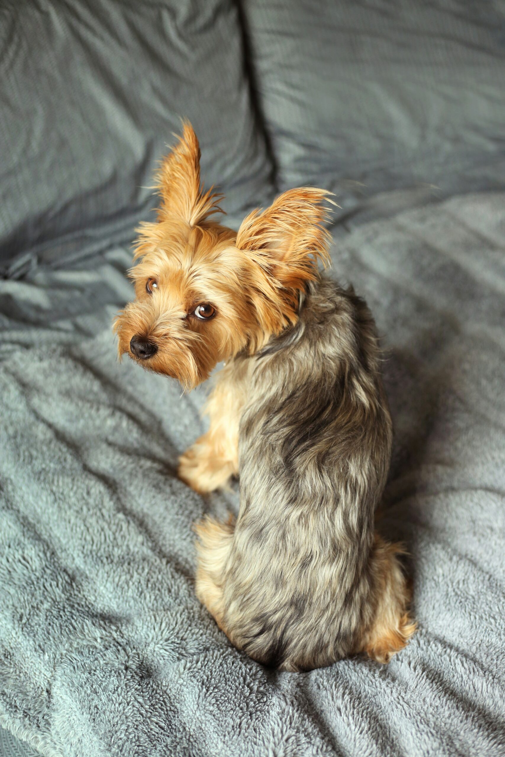 Yorkshire Terrier sitting on a soft gray blanket, turning back with alert ears and curious expression