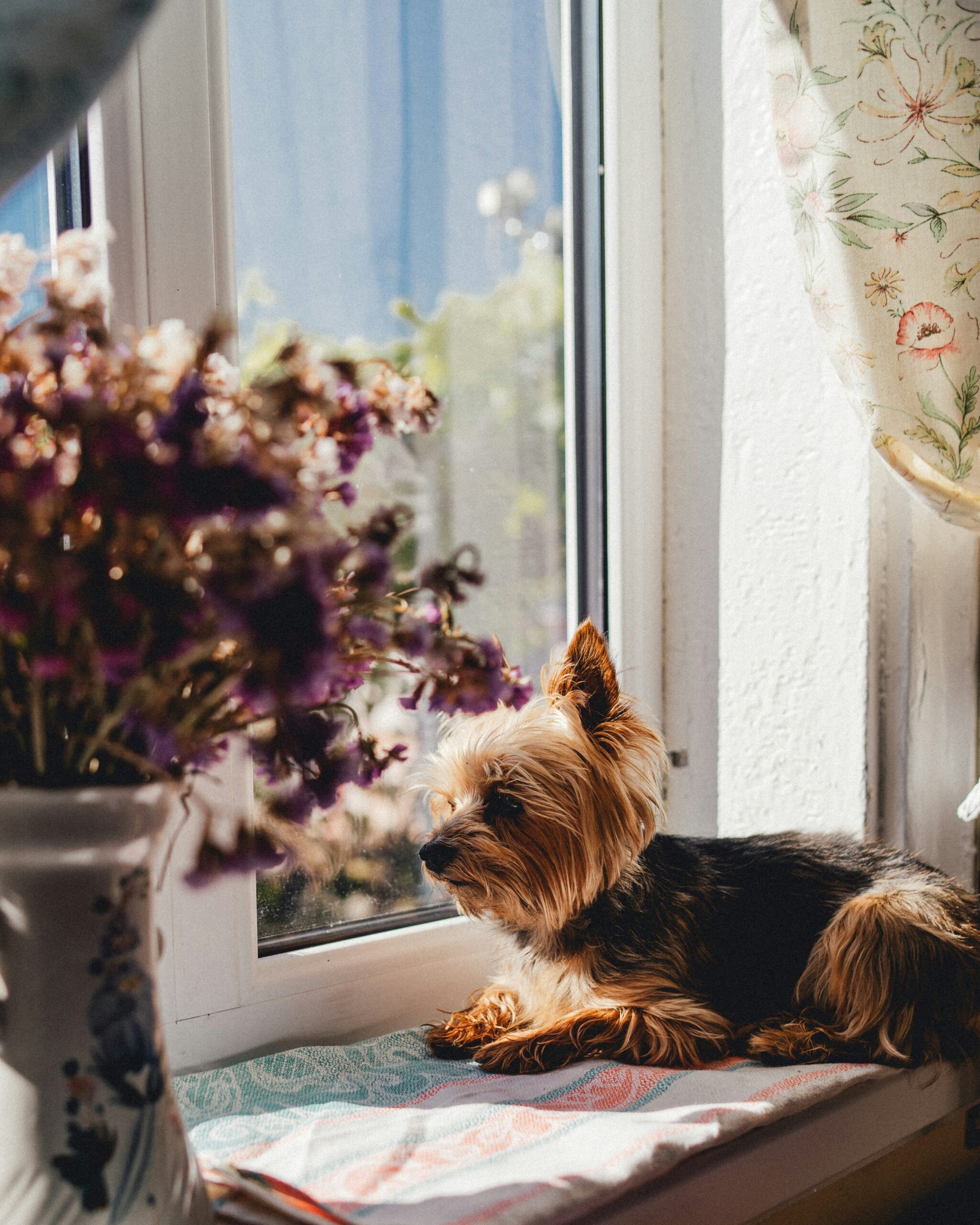 Yorkshire Terrier lying on a window sill surrounded by flowers, gazing outside in warm natural light
