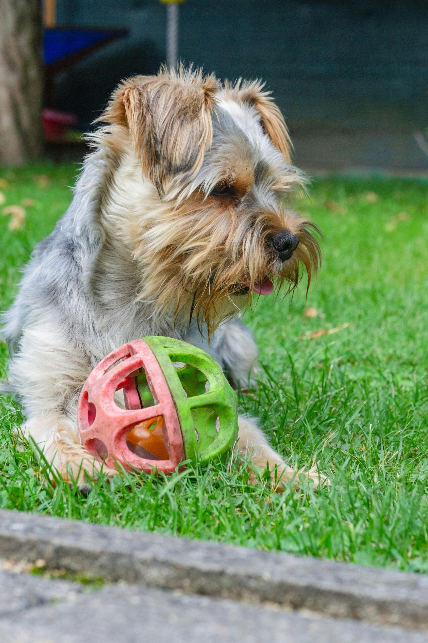 Close-up side profile of a Yorkshire Terrier with a toy ball in grass, tongue peeking out playfully