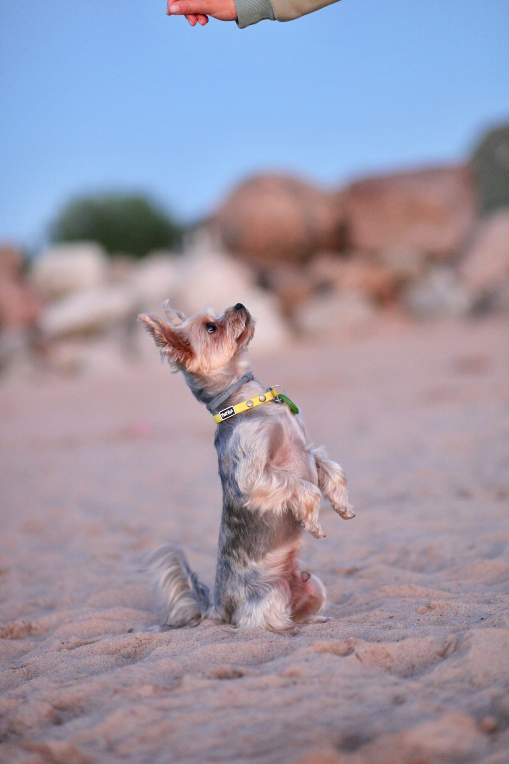 Yorkshire Terrier standing on hind legs in the sand, looking up at a hand holding a treat at the beach during sunset.