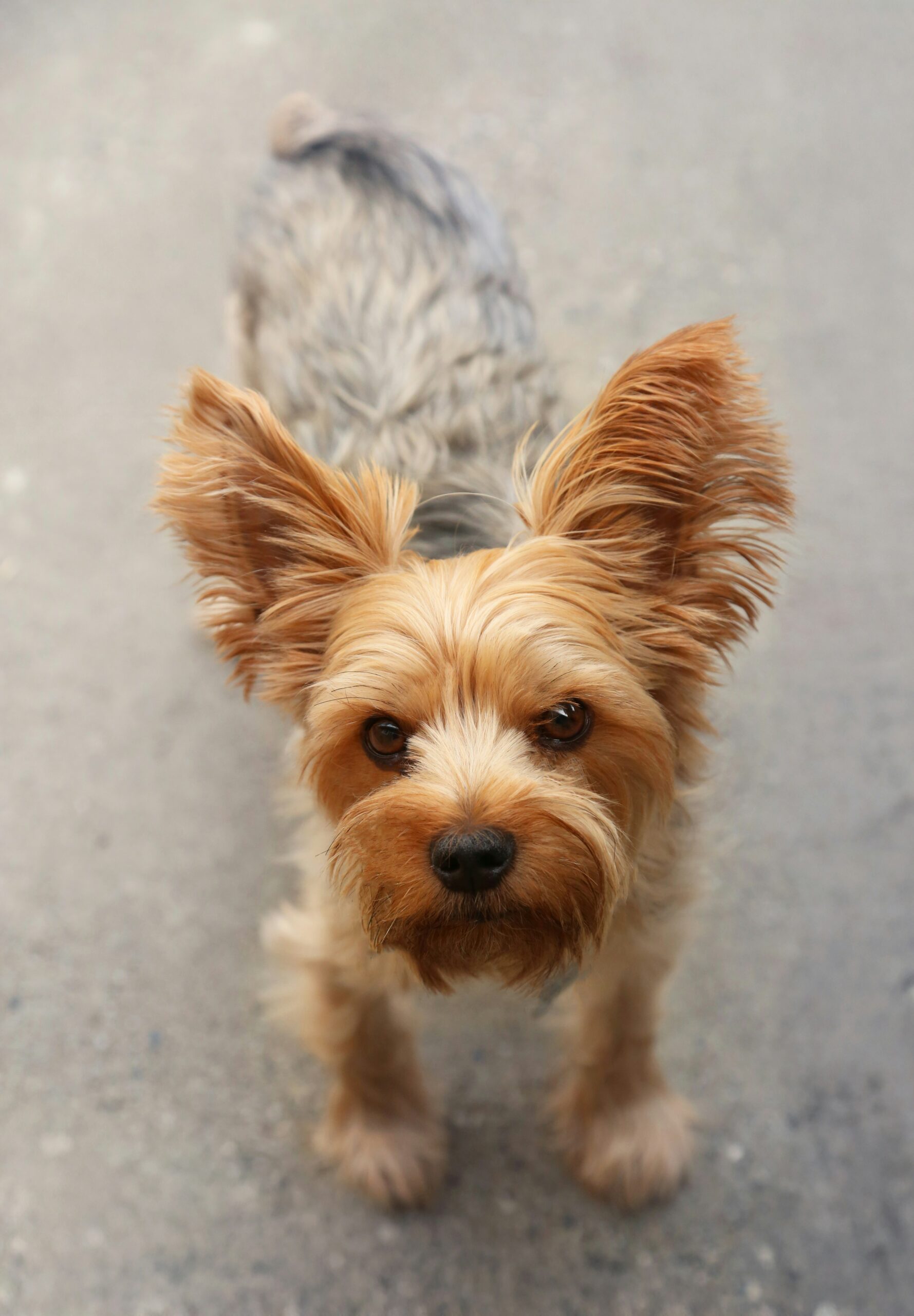 Close-up of a Yorkshire Terrier with perked ears and intense gaze standing on a concrete path.