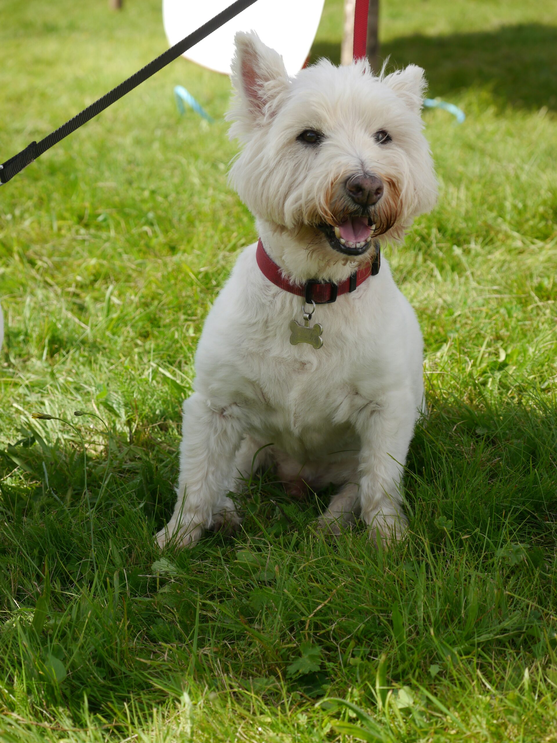 White West Highland Terrier sitting on green grass with a red collar, looking happy and alert at an outdoor event.