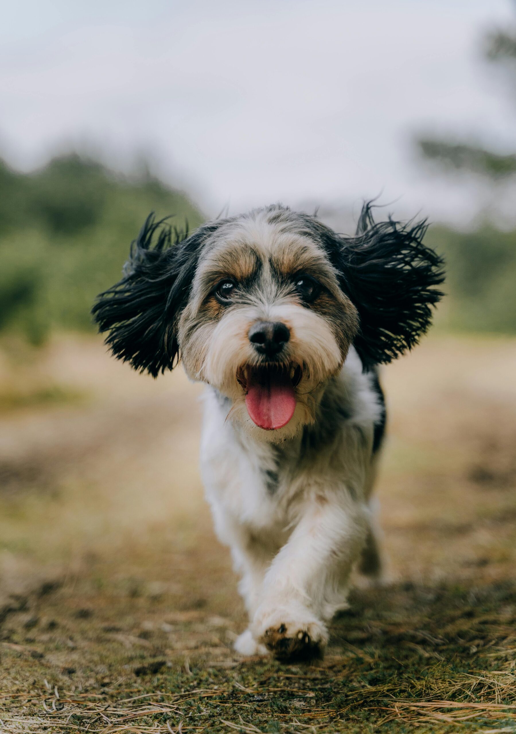 Playful Yorkshire Terrier running outdoors on a dirt path, tongue out and ears flapping