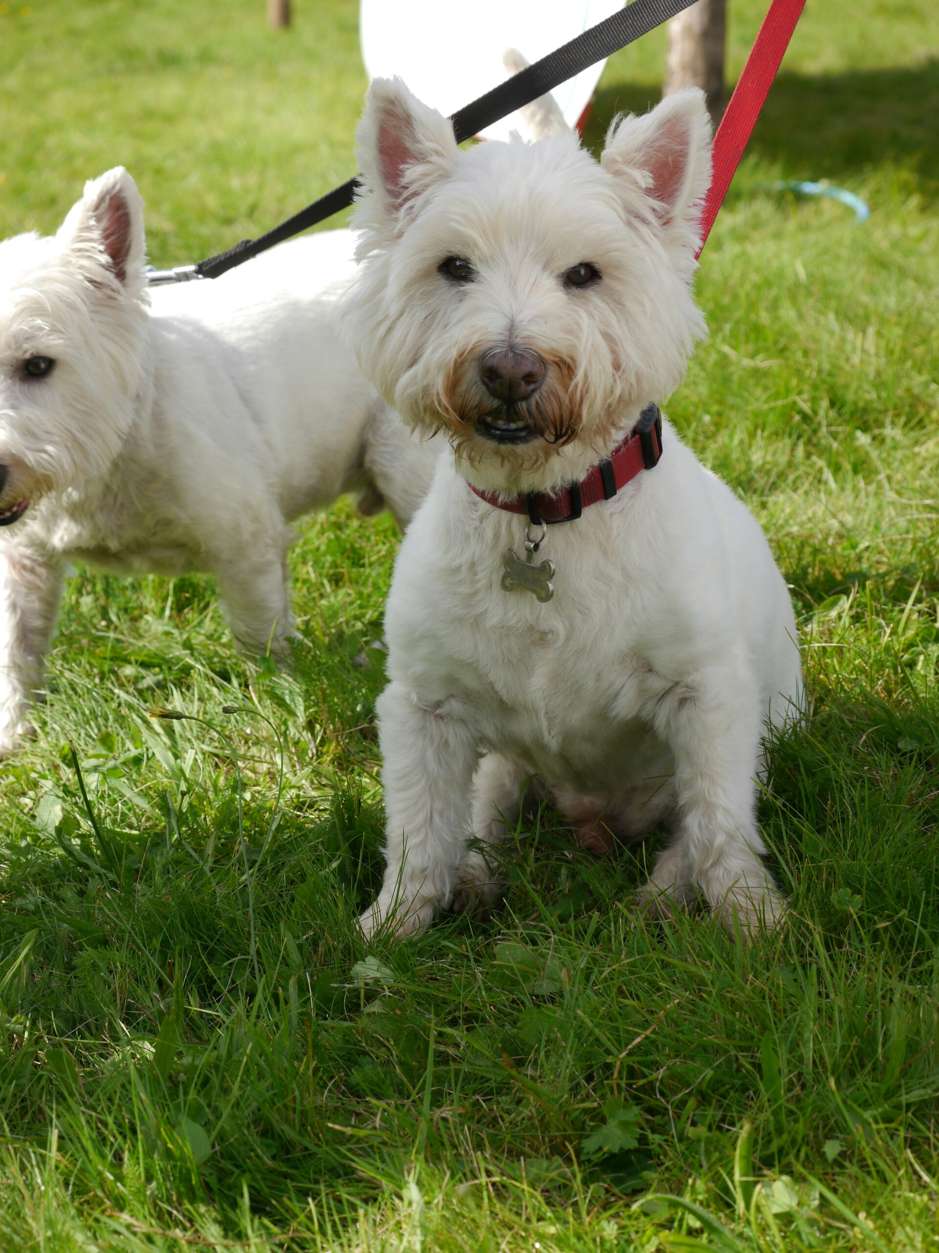 Two white West Highland Terriers on leashes, sitting on grass and looking toward the camera at a sunny park.