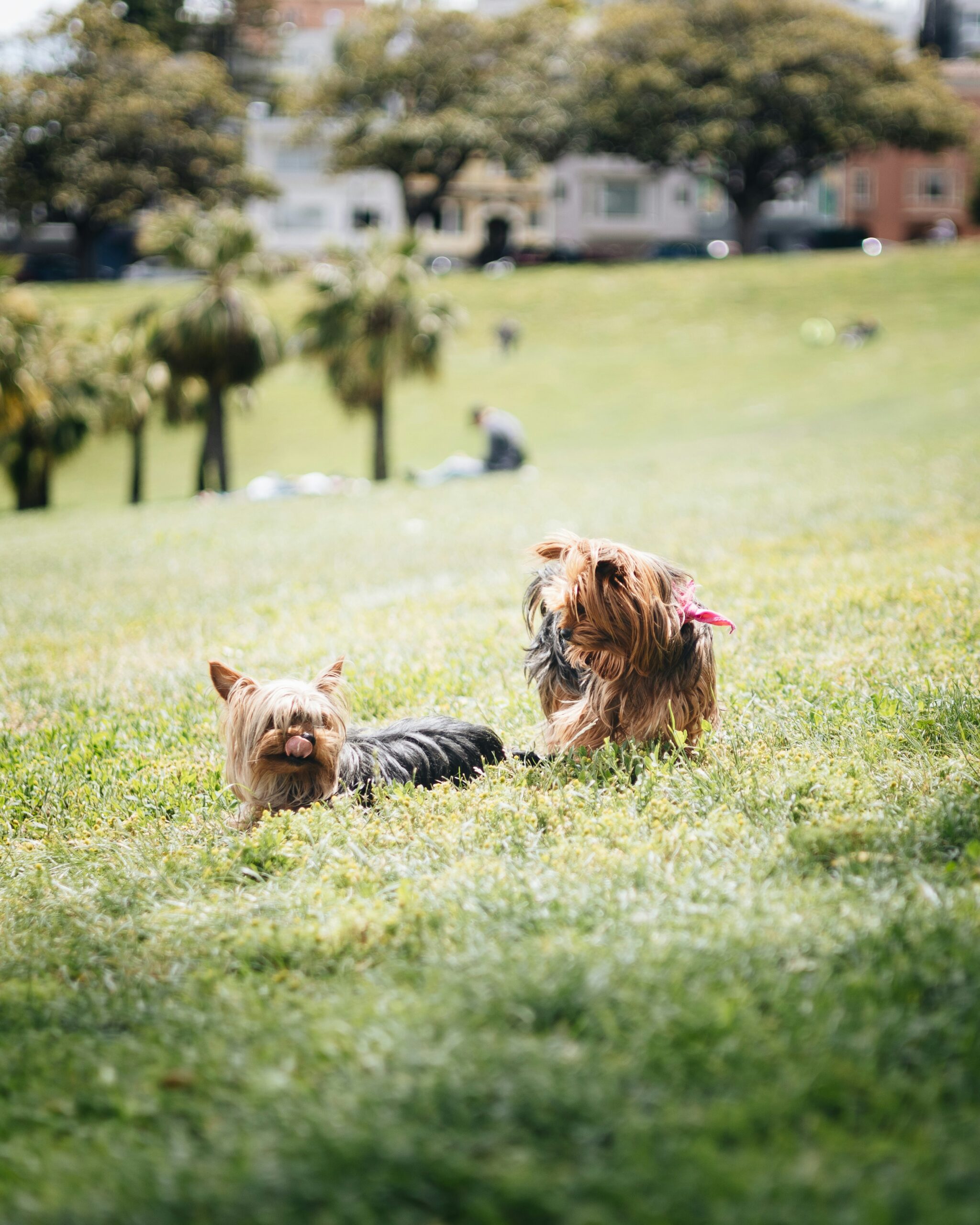 Two Yorkshire Terriers playing in a grassy park on a sunny day