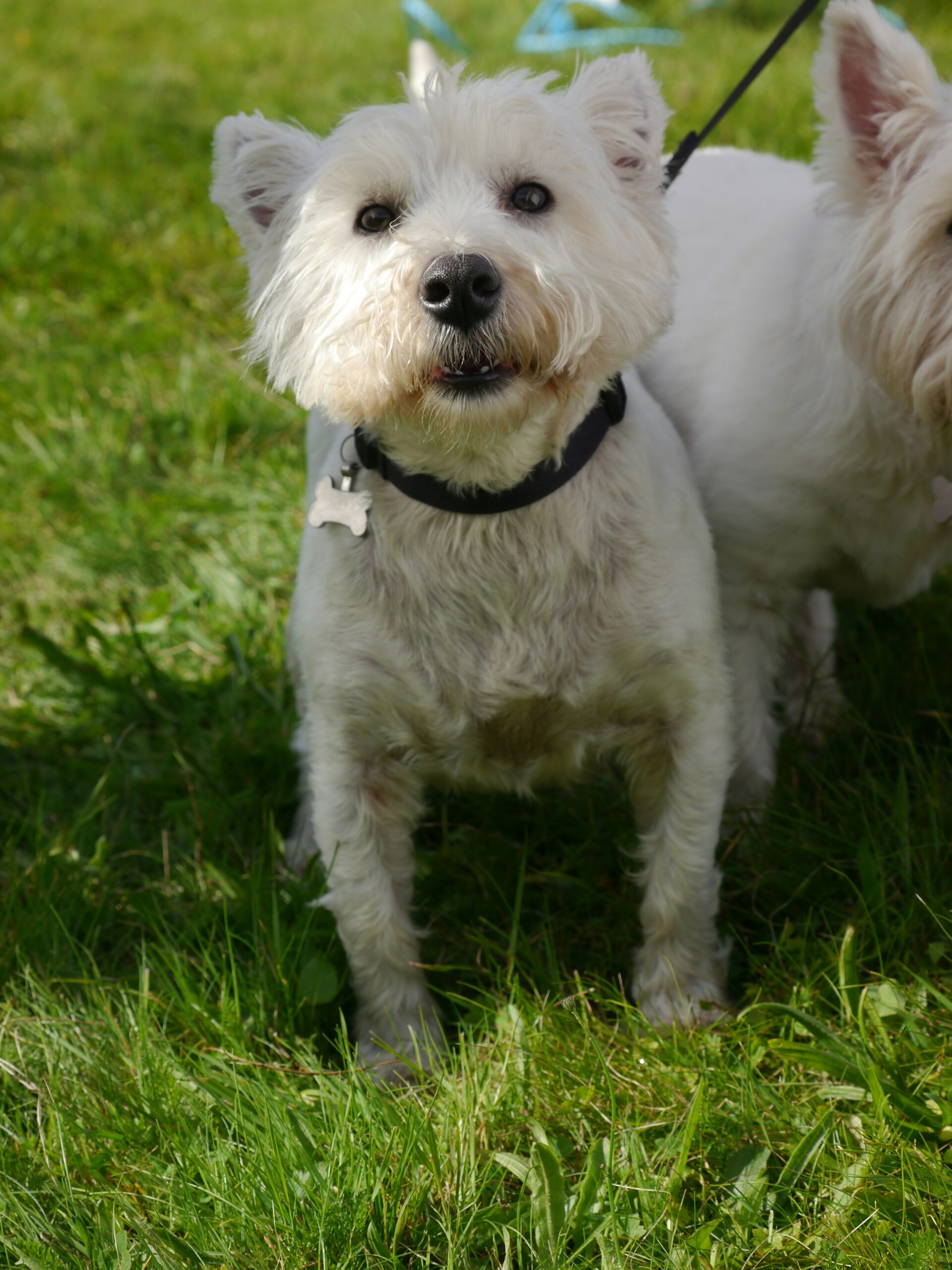 Close-up of a white West Highland Terrier standing on green grass with a leash