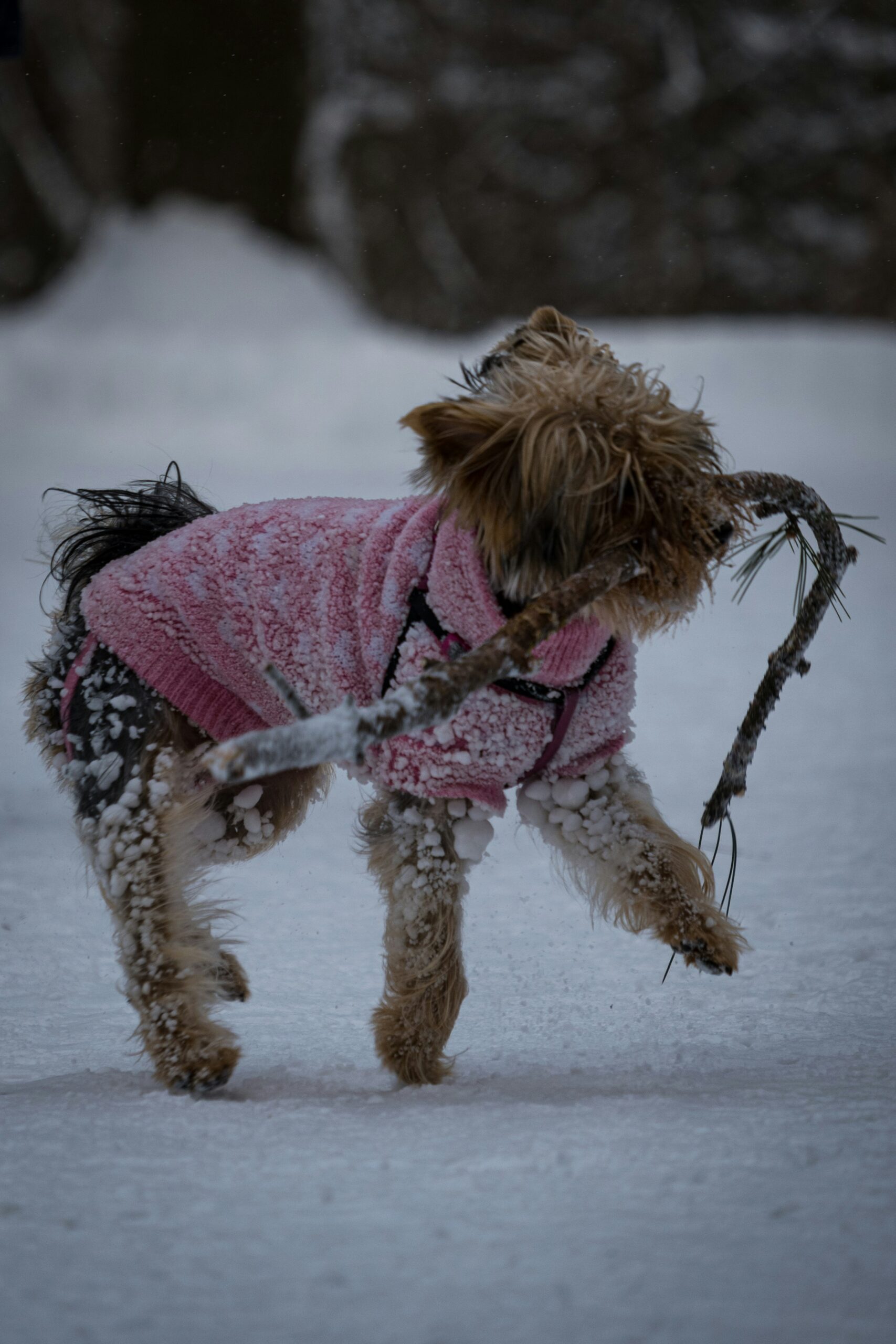 Yorkshire Terrier in a pink sweater running through snow while carrying a large stick