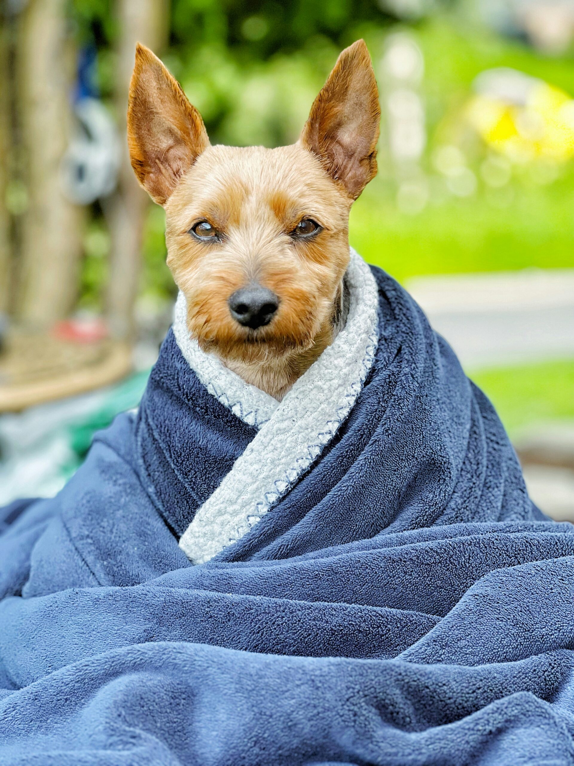 Yorkshire Terrier wrapped in a warm blue blanket outdoors with ears alert