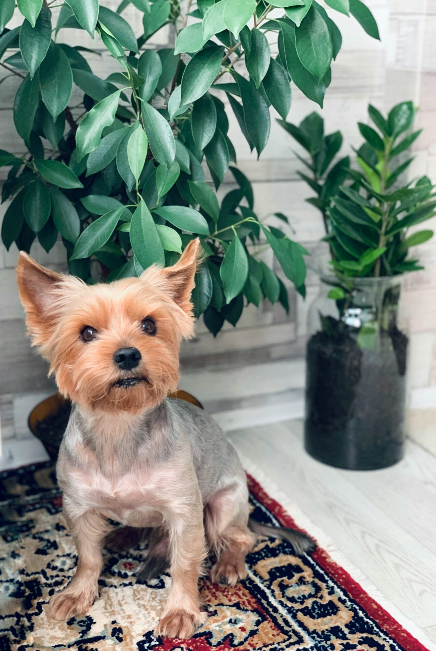 Yorkshire Terrier with a short haircut sitting on a patterned carpet next to green plants