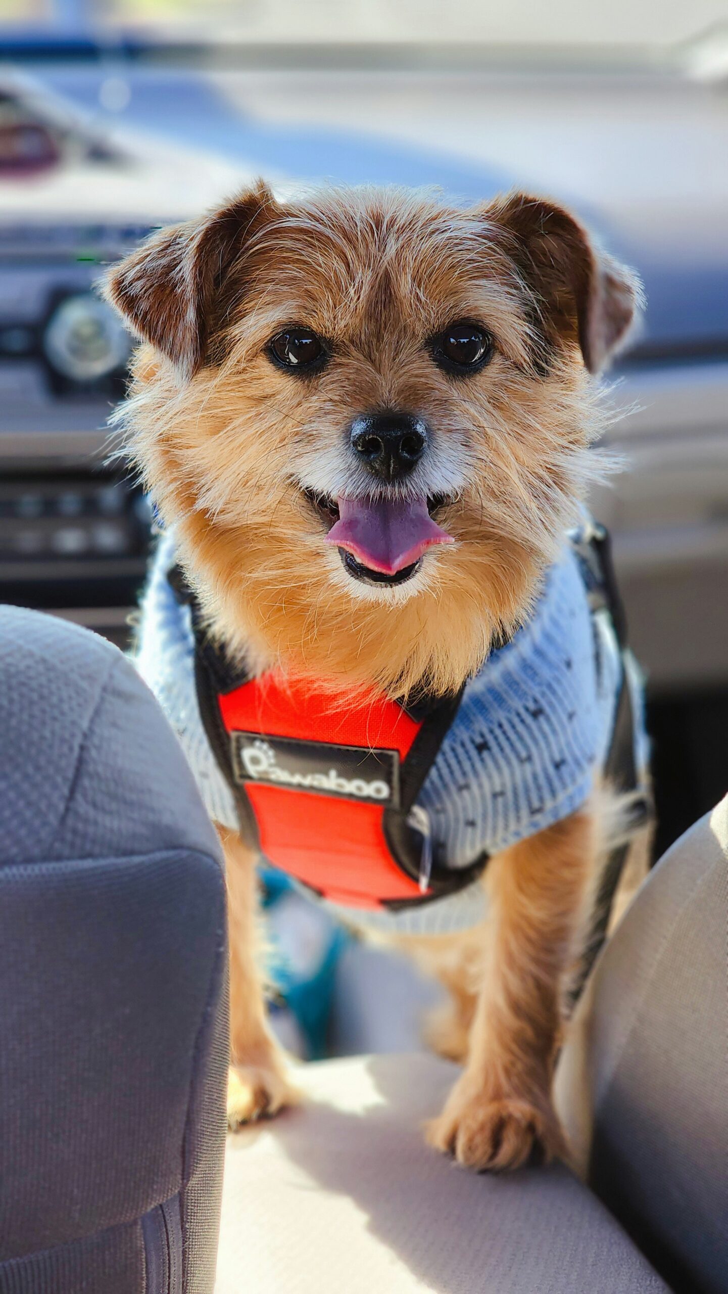 Small terrier dog wearing a red harness sitting in a car and looking at the camera