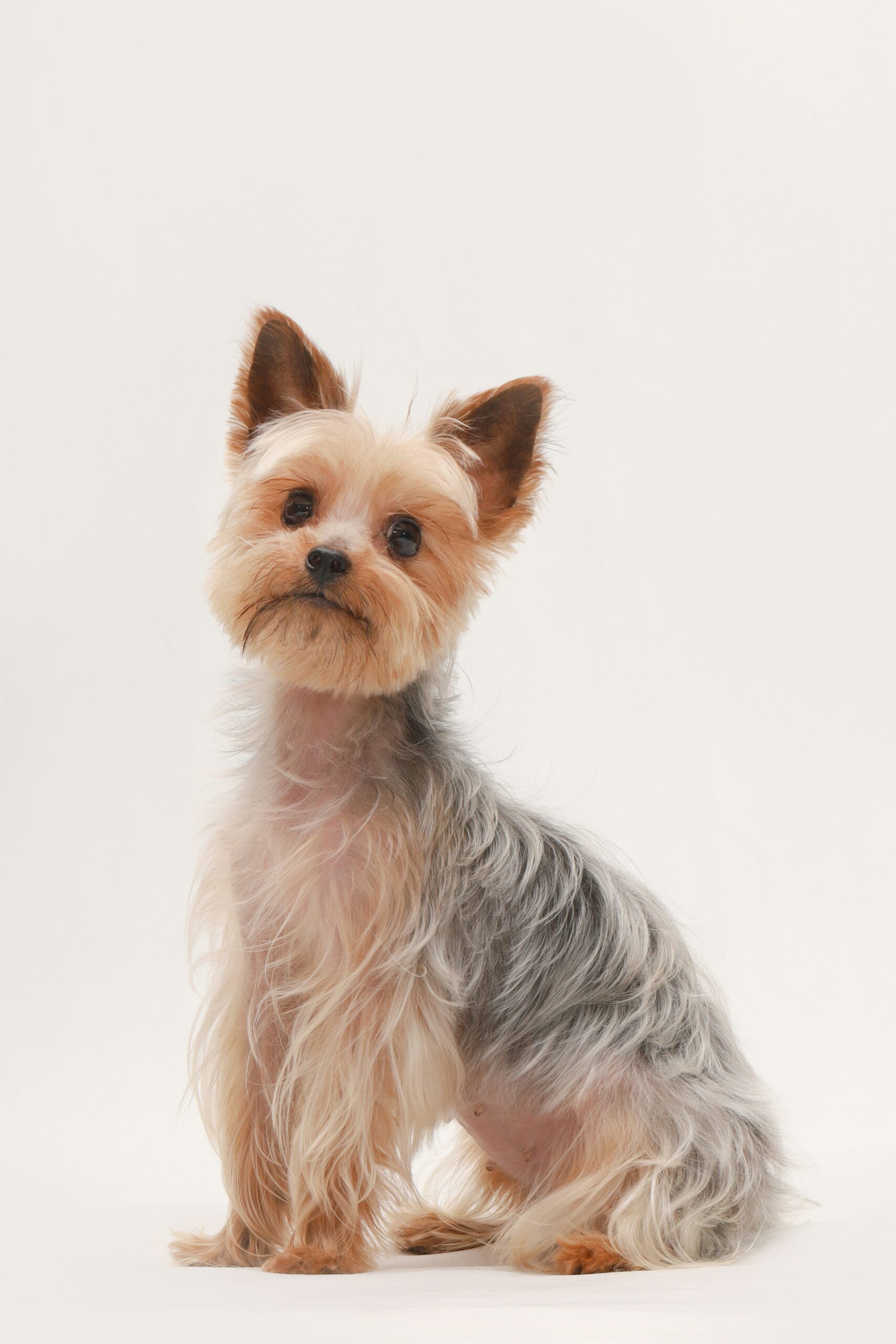 Portrait of a Yorkshire Terrier with silky fur posing in a studio on a white background