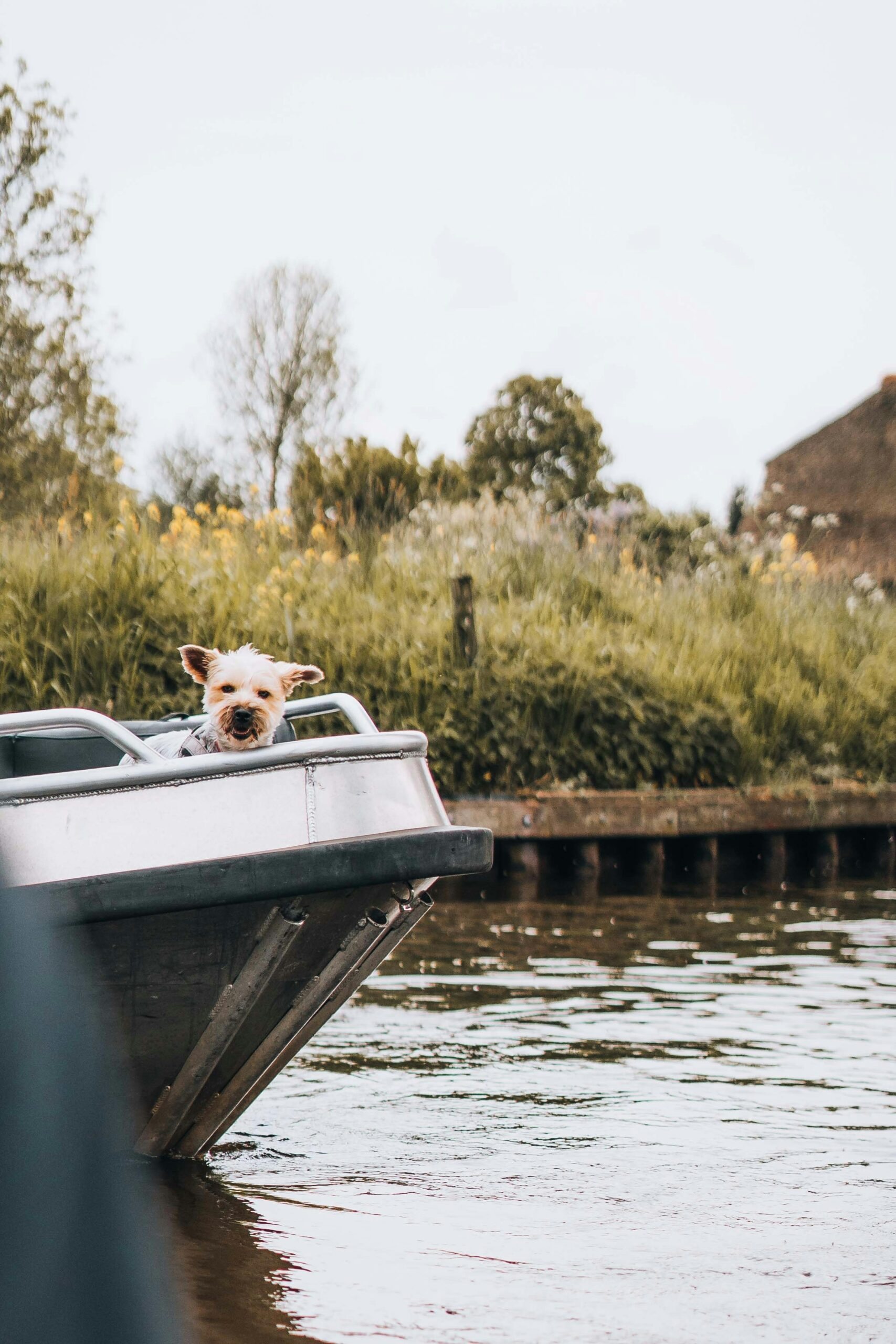 Yorkshire Terrier on a boat ride, peeking over the edge while cruising through a canal