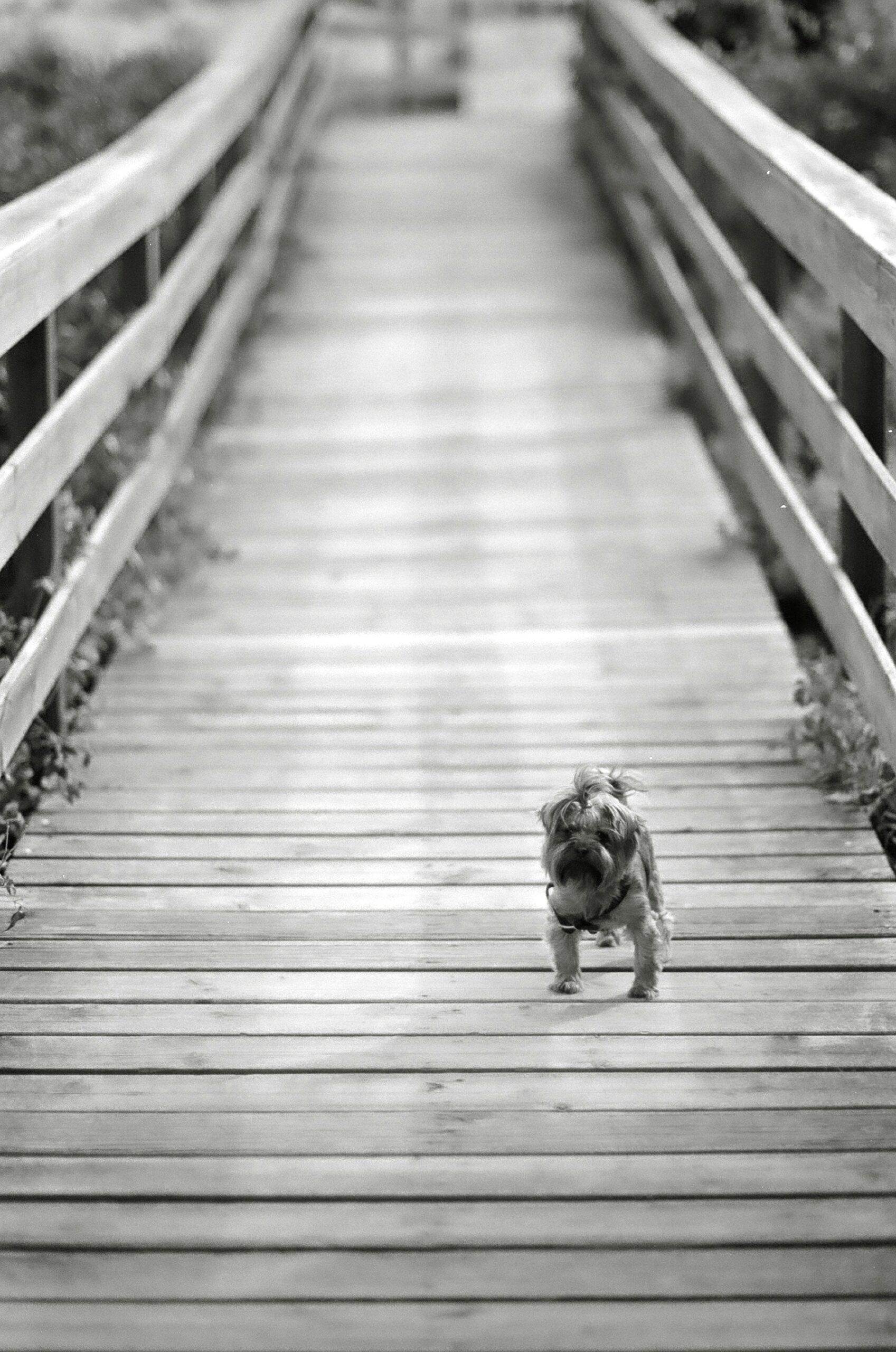 Black and white photo of a Yorkshire Terrier standing alone on a wooden boardwalk