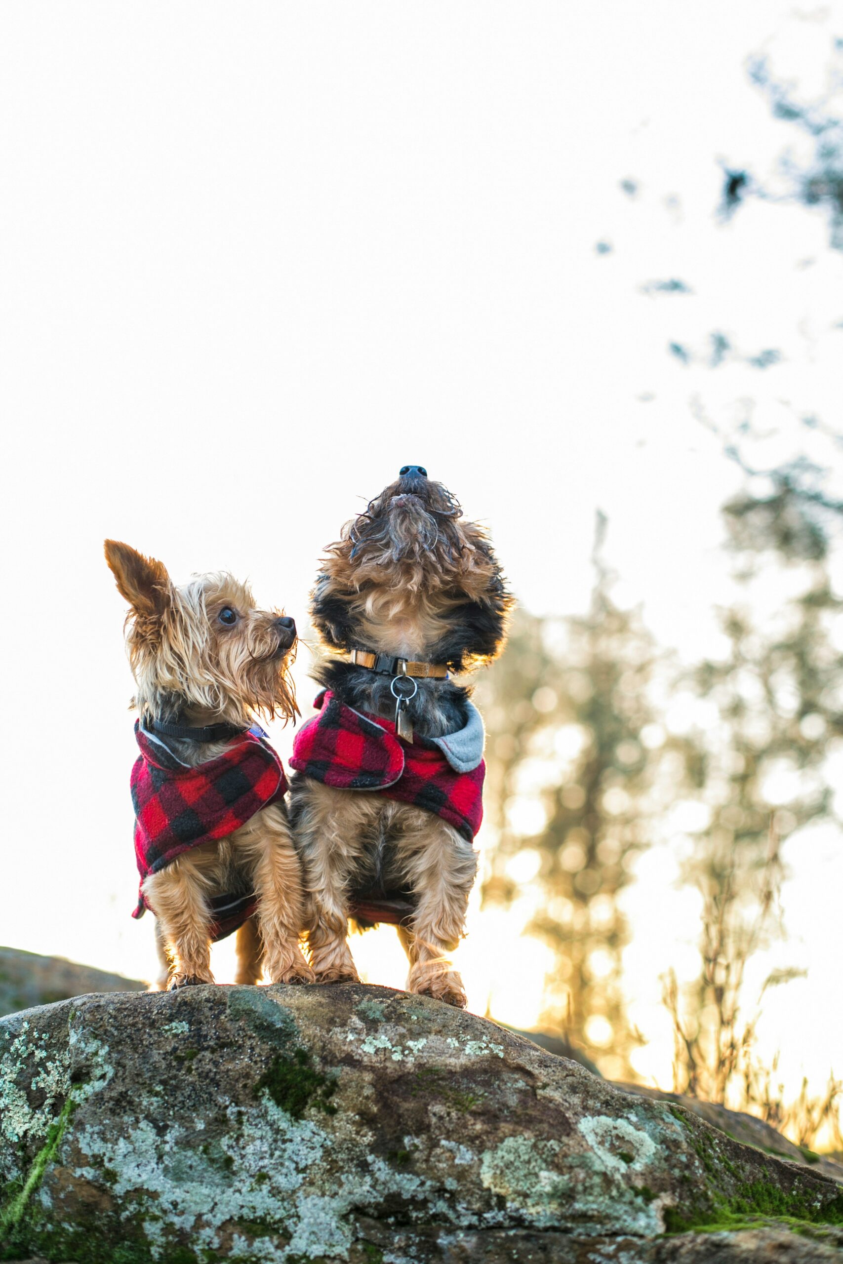 Two Yorkshire Terriers wearing red plaid jackets standing on a mossy rock during a sunset walk in the woods