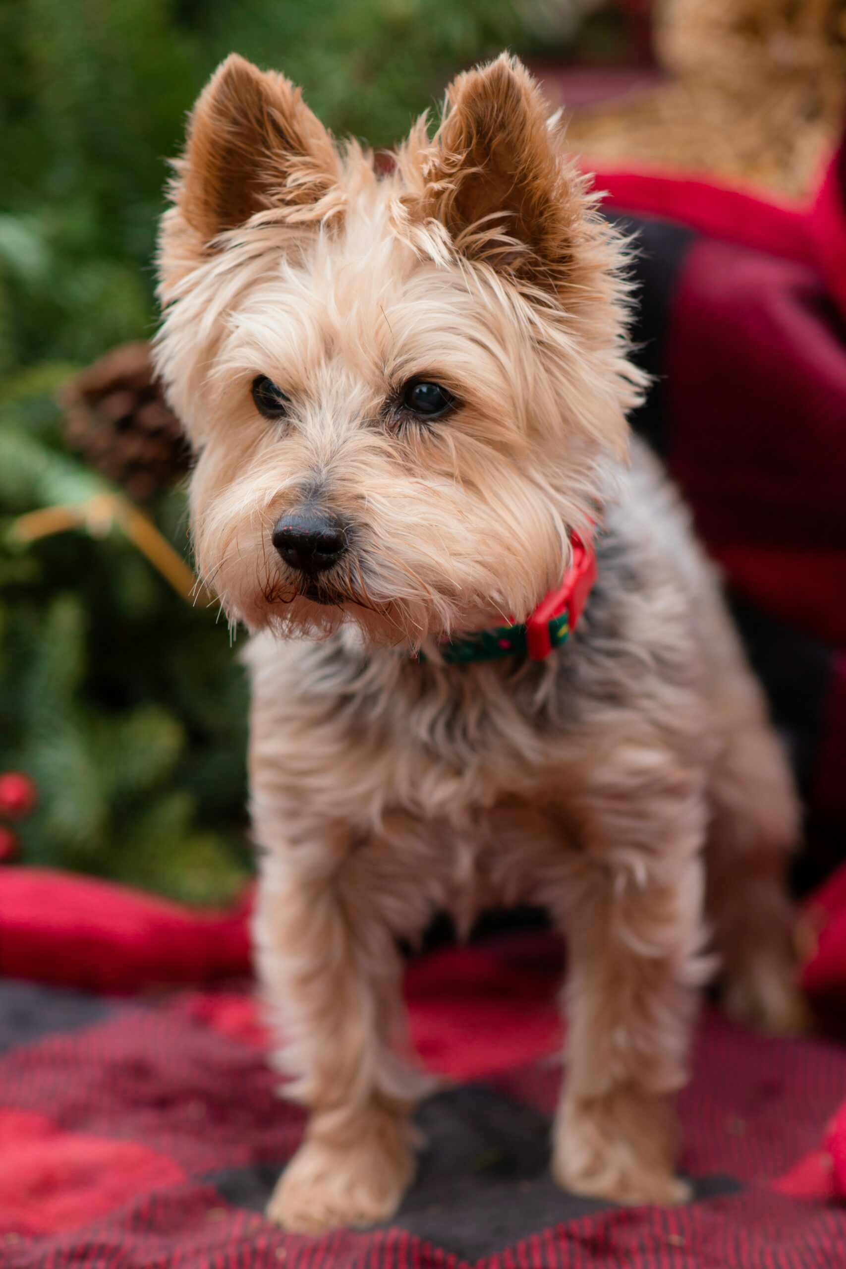 Close-up of a Yorkshire Terrier with festive red collar sitting on a red blanket with holiday decorations