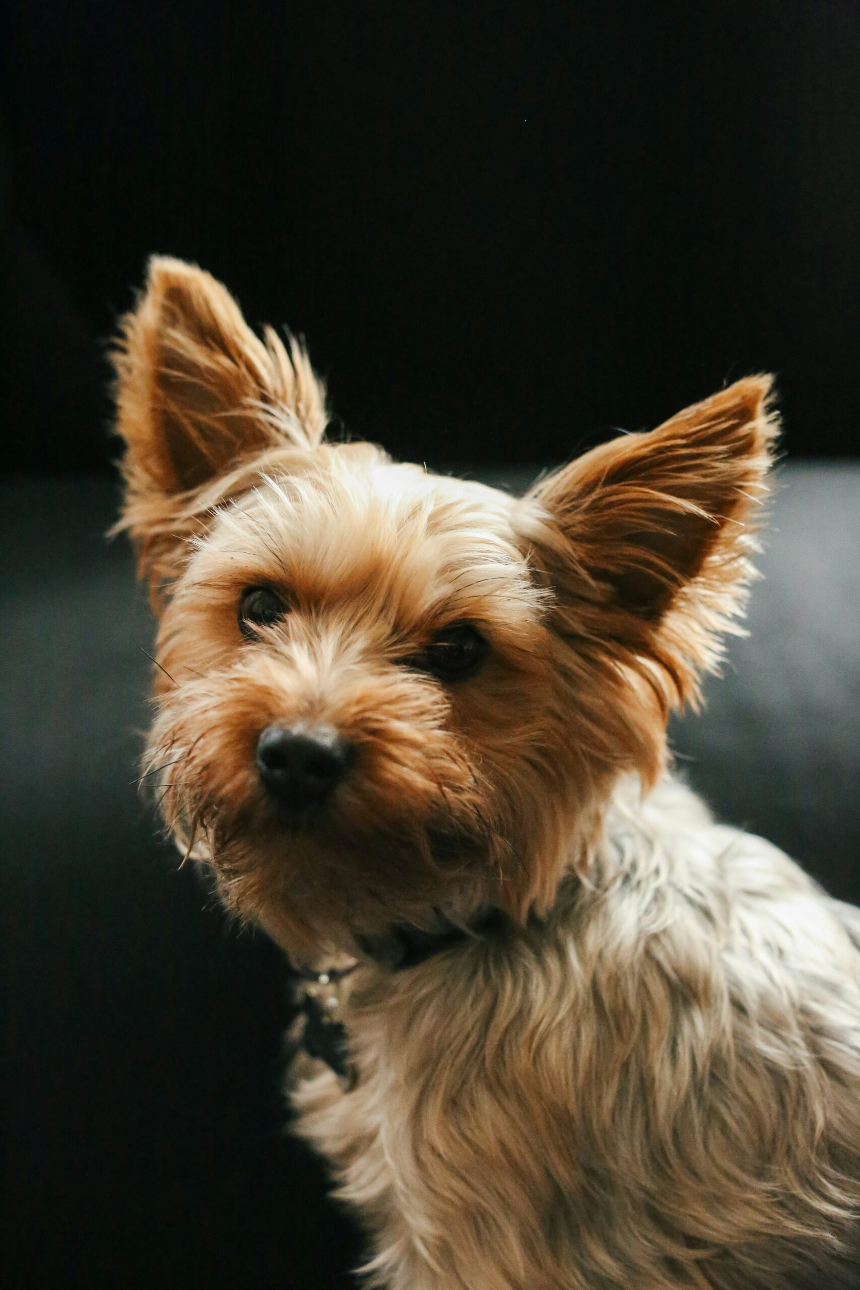 Yorkshire Terrier sitting indoors against a dark background, looking at the camera with one ear raised
