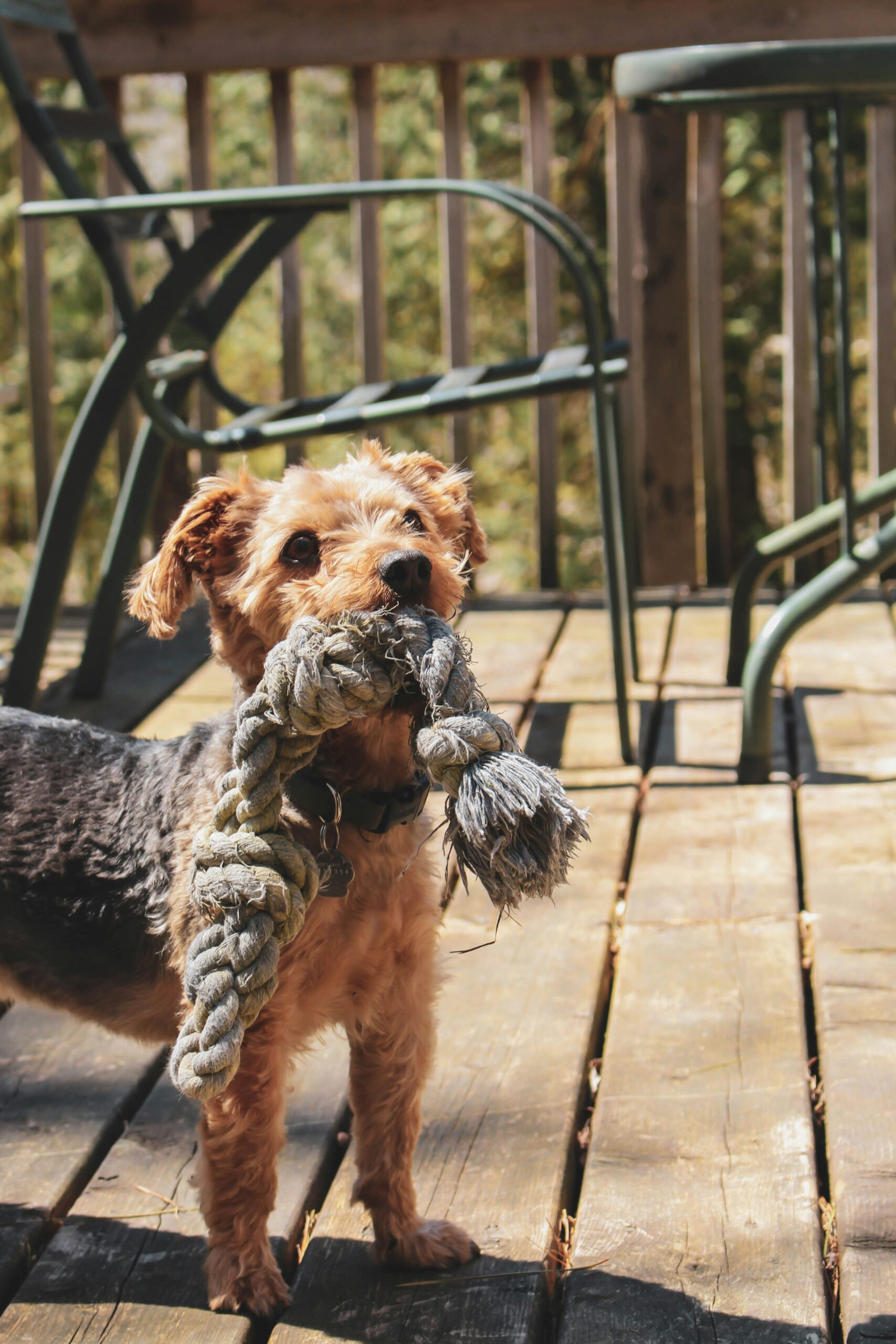 Yorkshire Terrier playing outside on a wooden deck, holding a large rope toy in its mouth