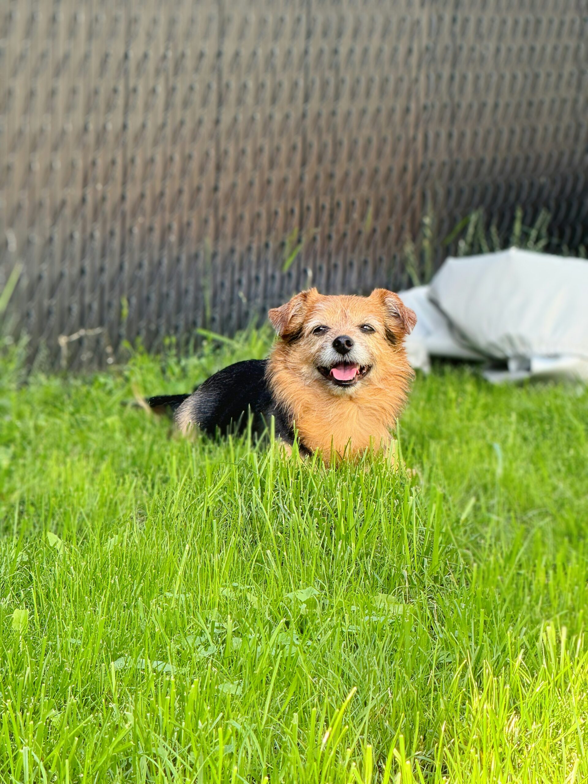 Small Yorkshire Terrier mix laying happily on green grass beside a chain-link fence in the backyard