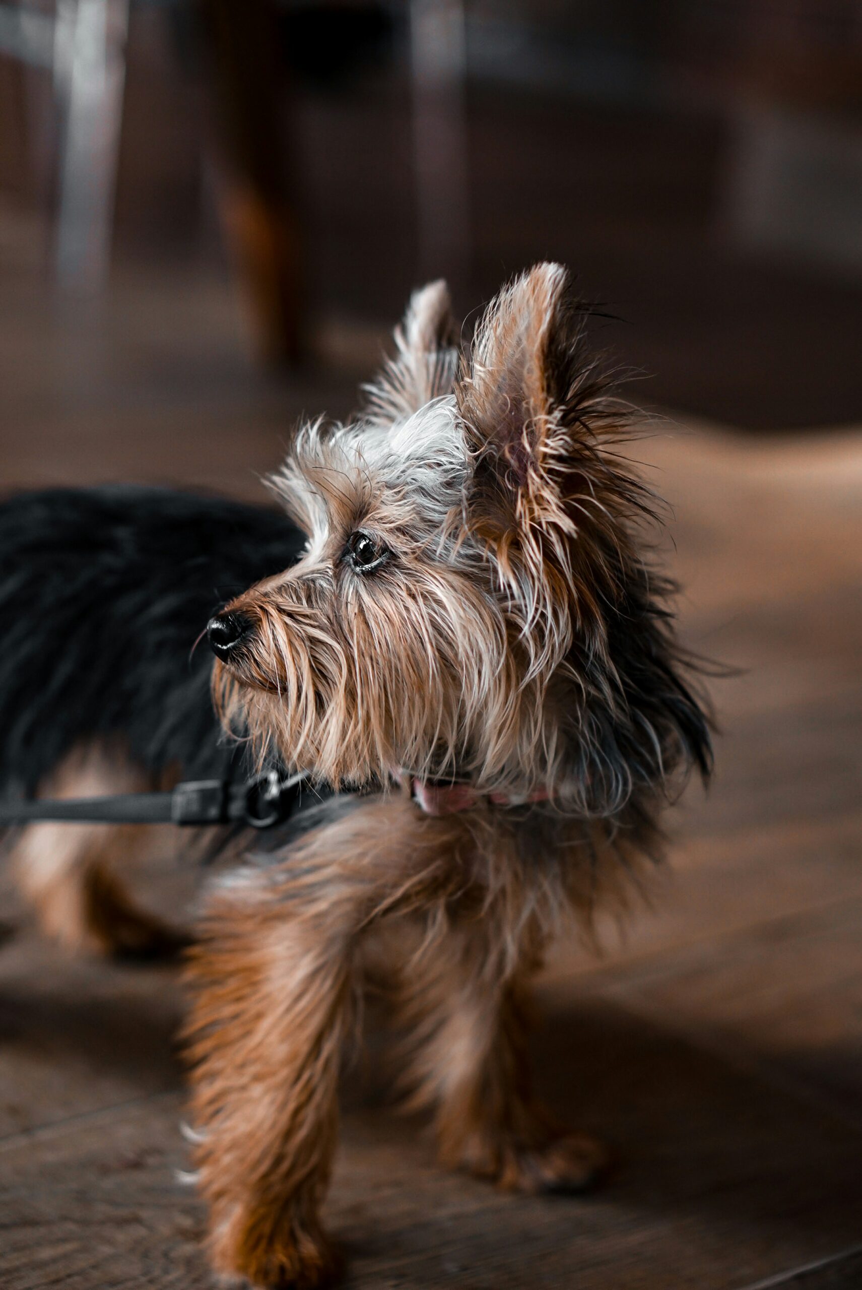 Yorkshire Terrier on a leash indoors, standing alert on wooden flooring with a focused side profile