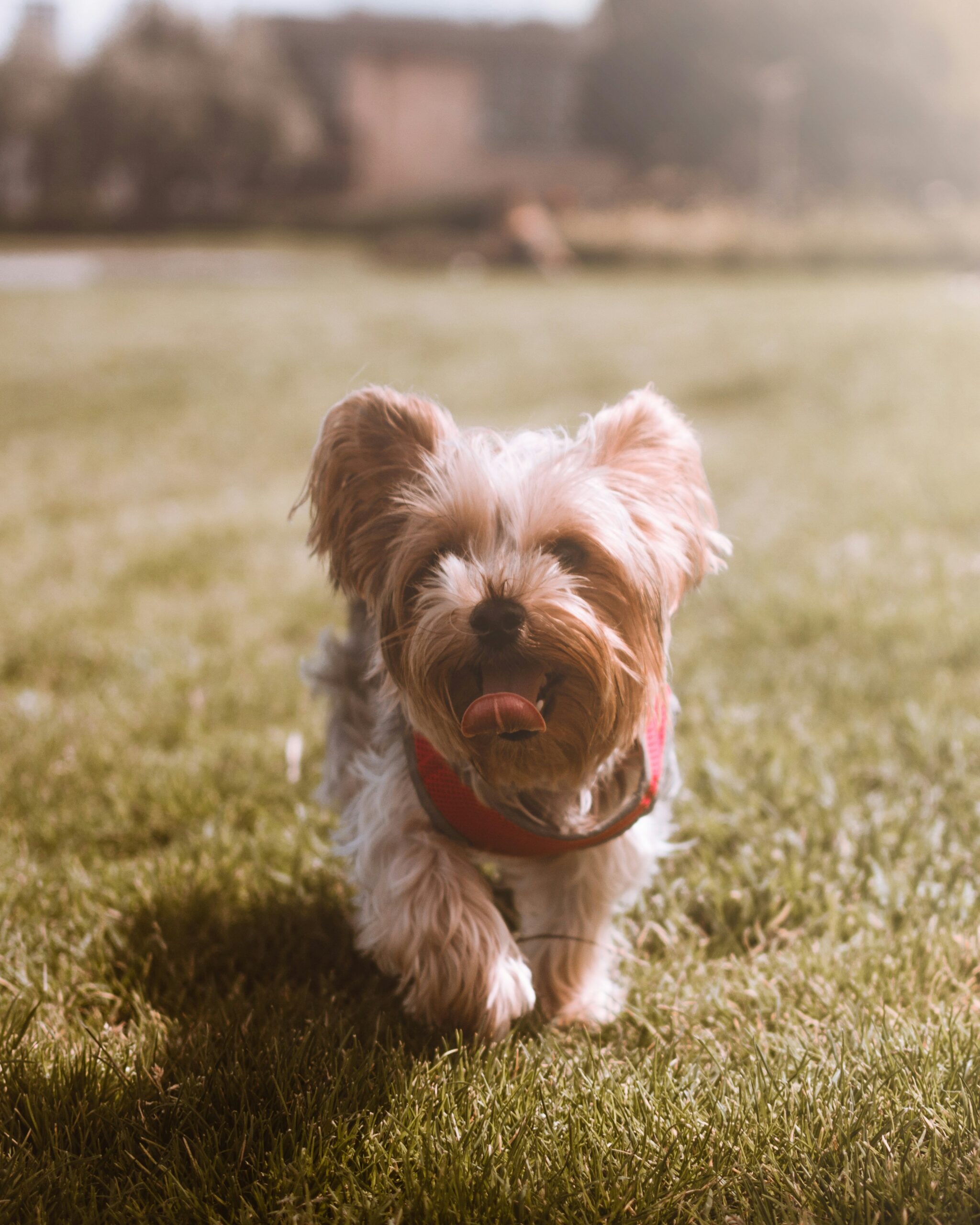 Happy Yorkshire Terrier walking on green grass with tongue out, wearing a red harness on a sunny day