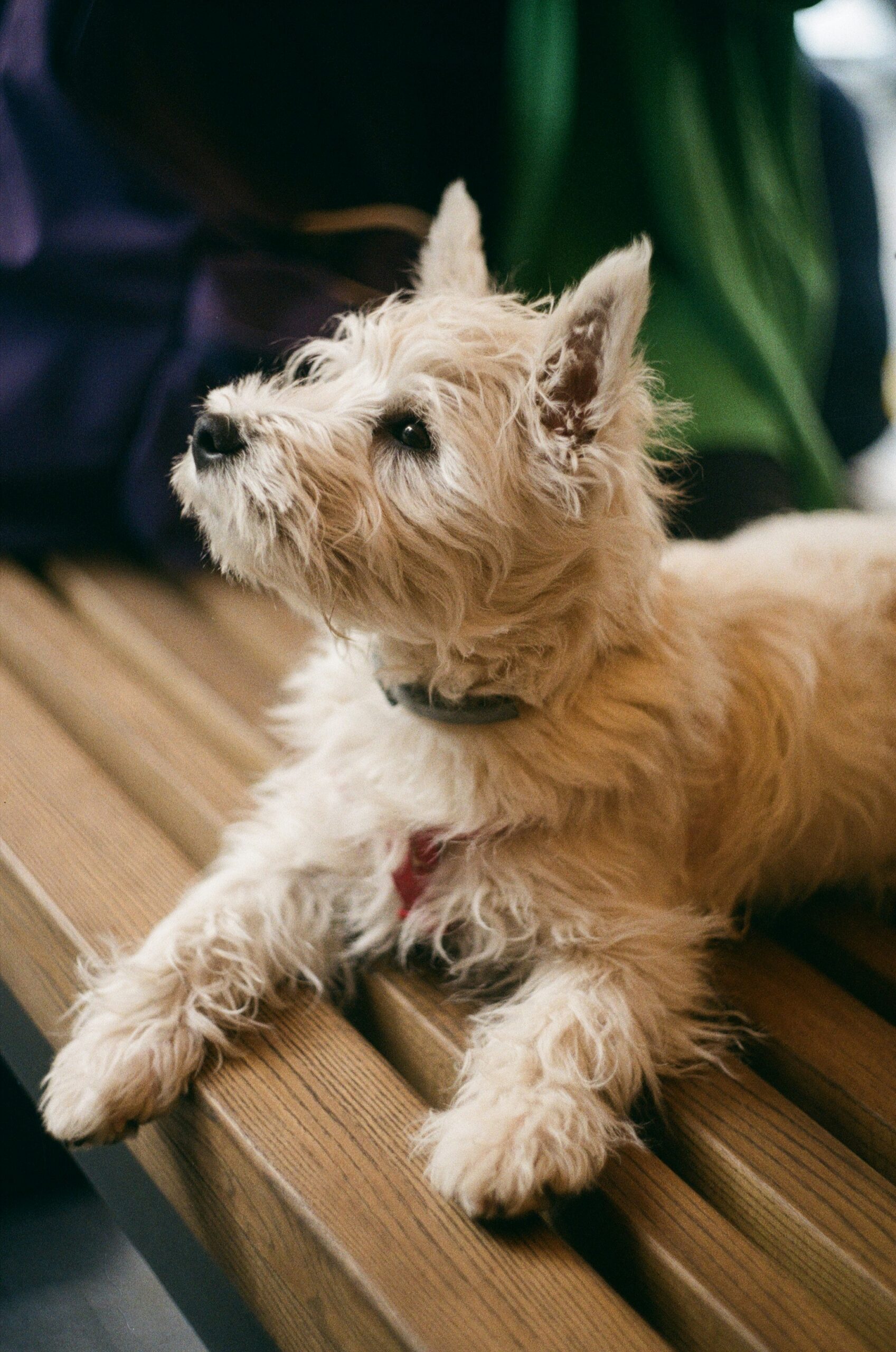 White West Highland Terrier laying on a wooden bench, looking up attentively with soft lighting