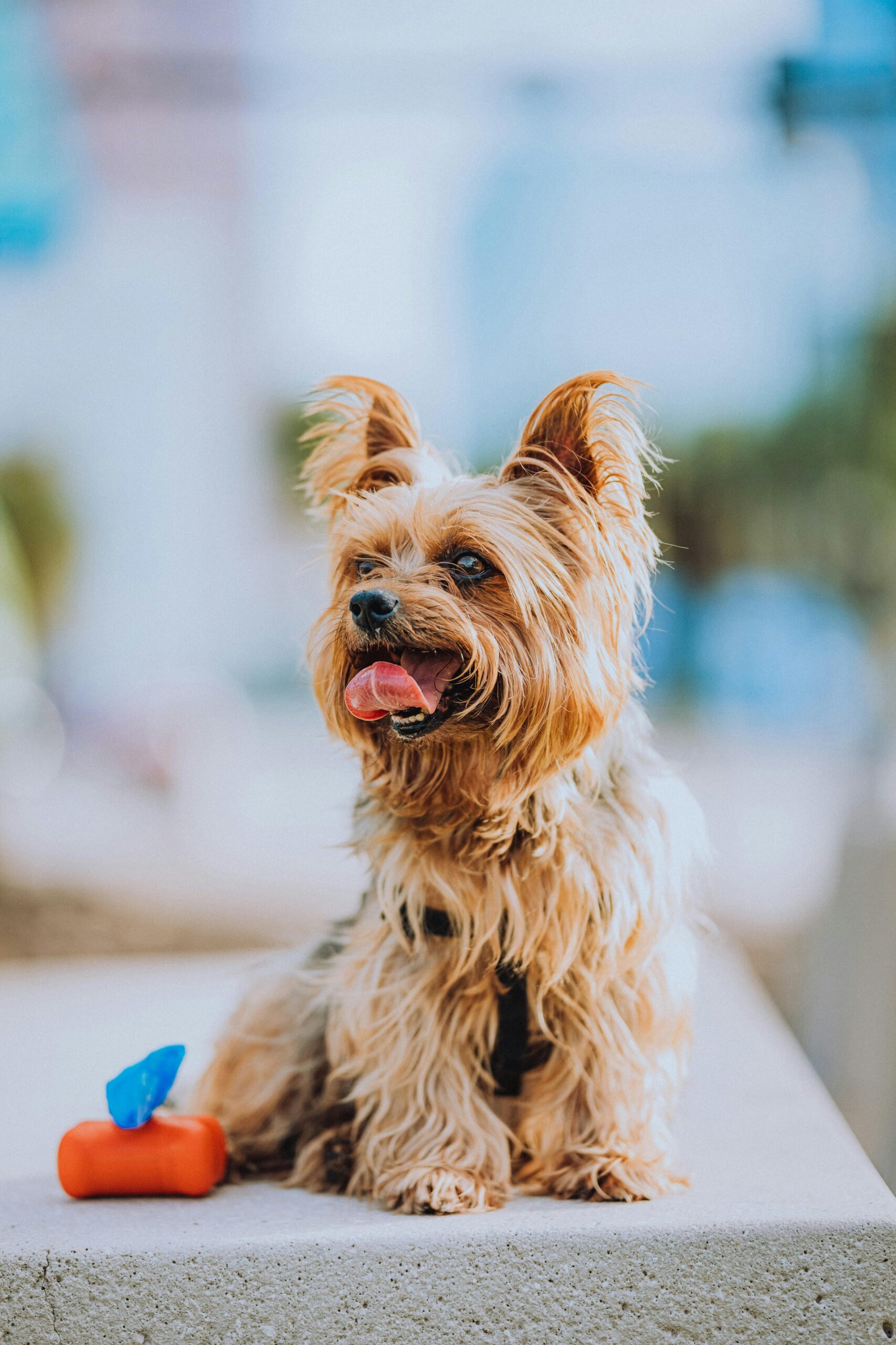 Yorkshire Terrier sitting on a ledge next to a dog waste bag holder, panting happily