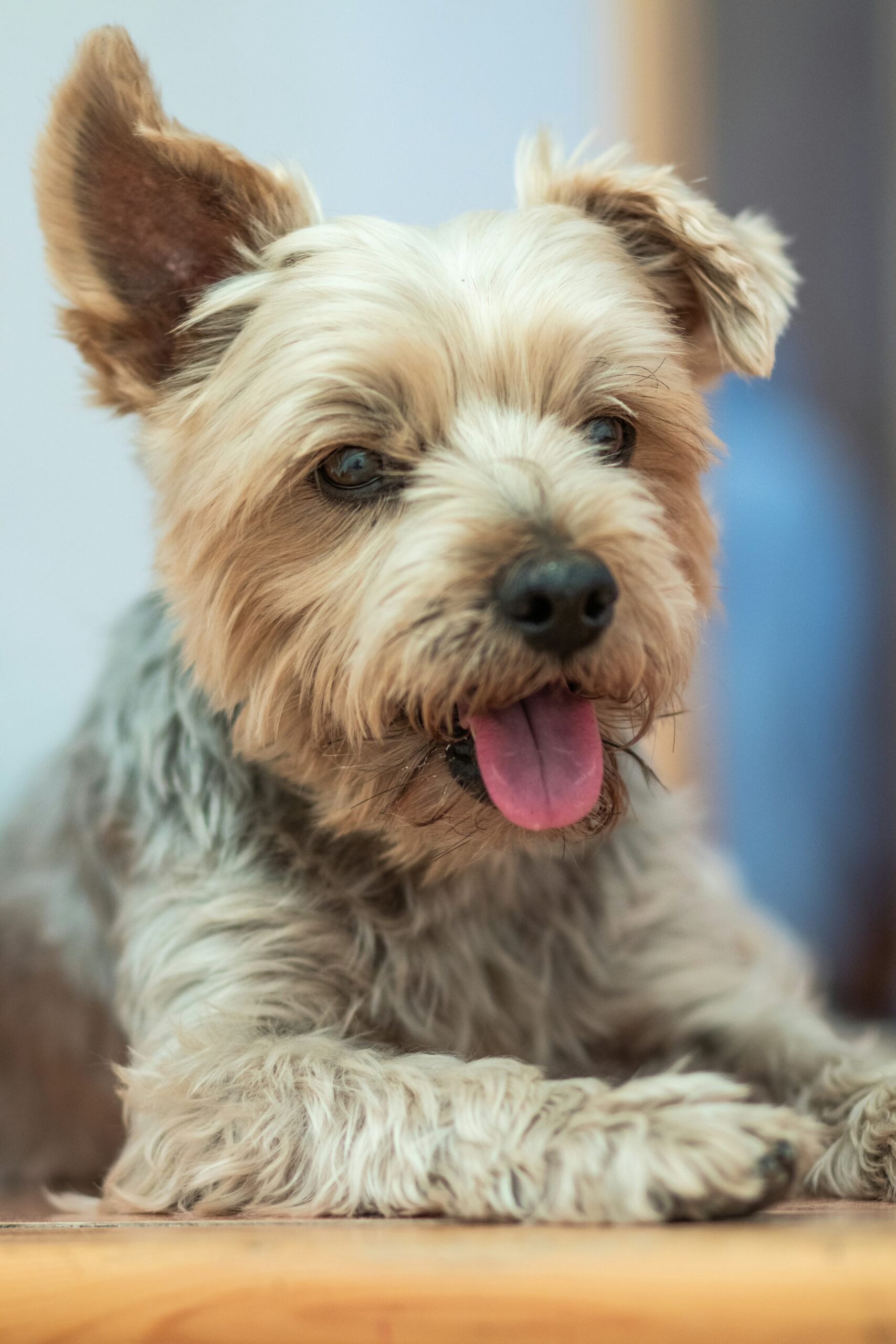 Older Yorkshire Terrier resting on the floor indoors with tongue out, showing a friendly expression
