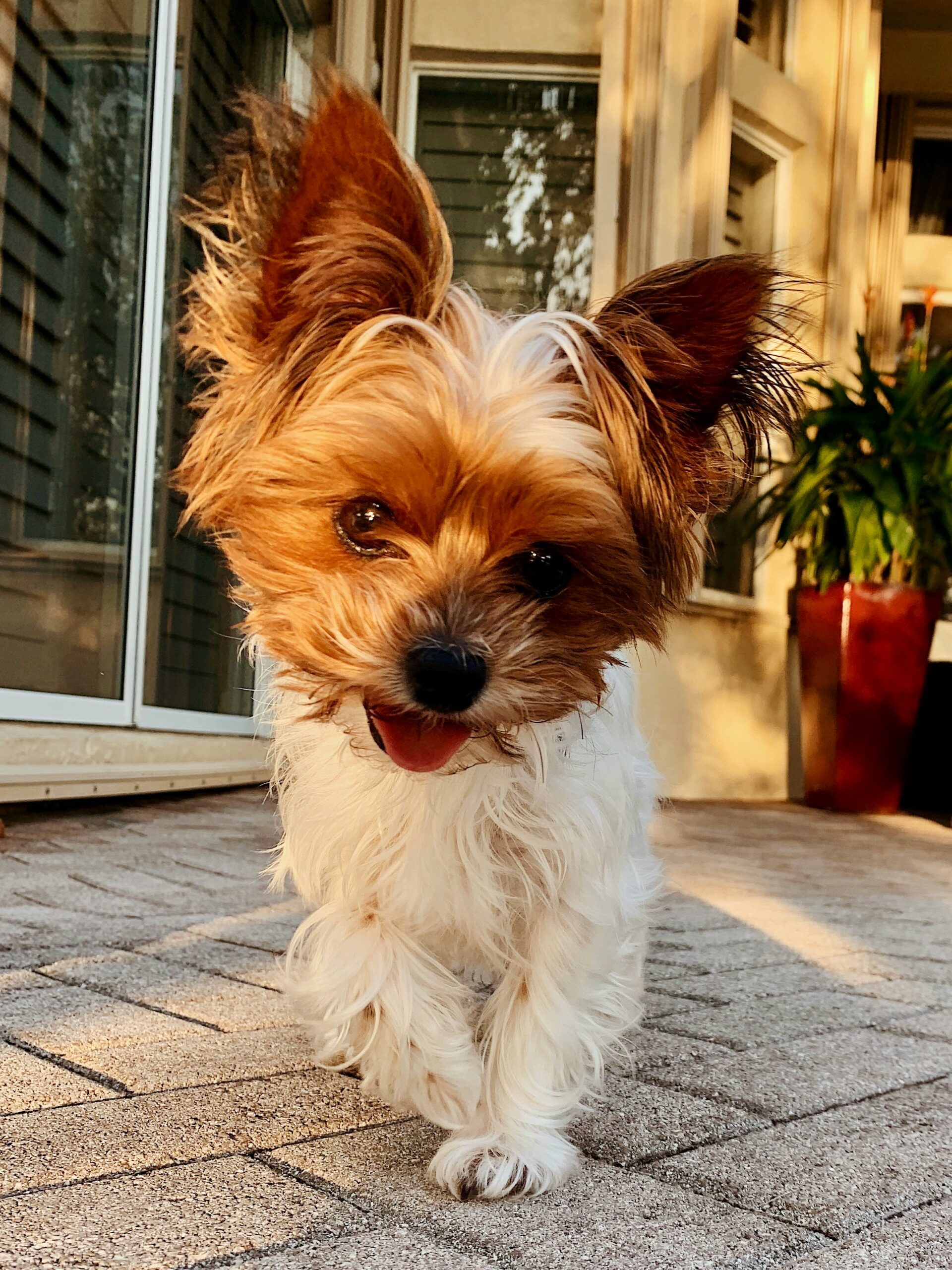 Close-up of a Yorkshire Terrier walking confidently on a patio at golden hour, tongue out and ears perked up.