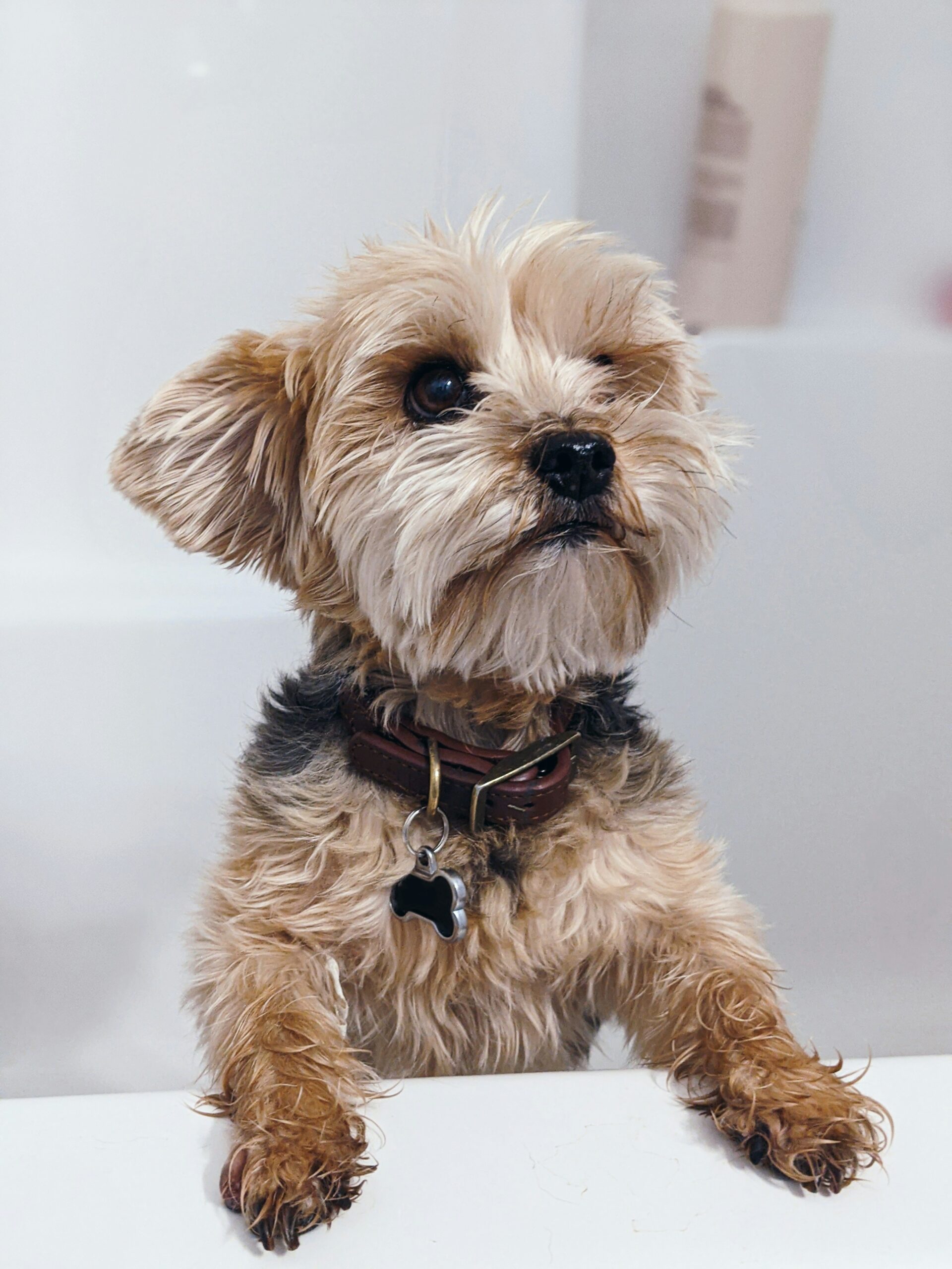 Wet Yorkshire Terrier with a brown collar and dog tag peeking over the edge of a white bathtub.