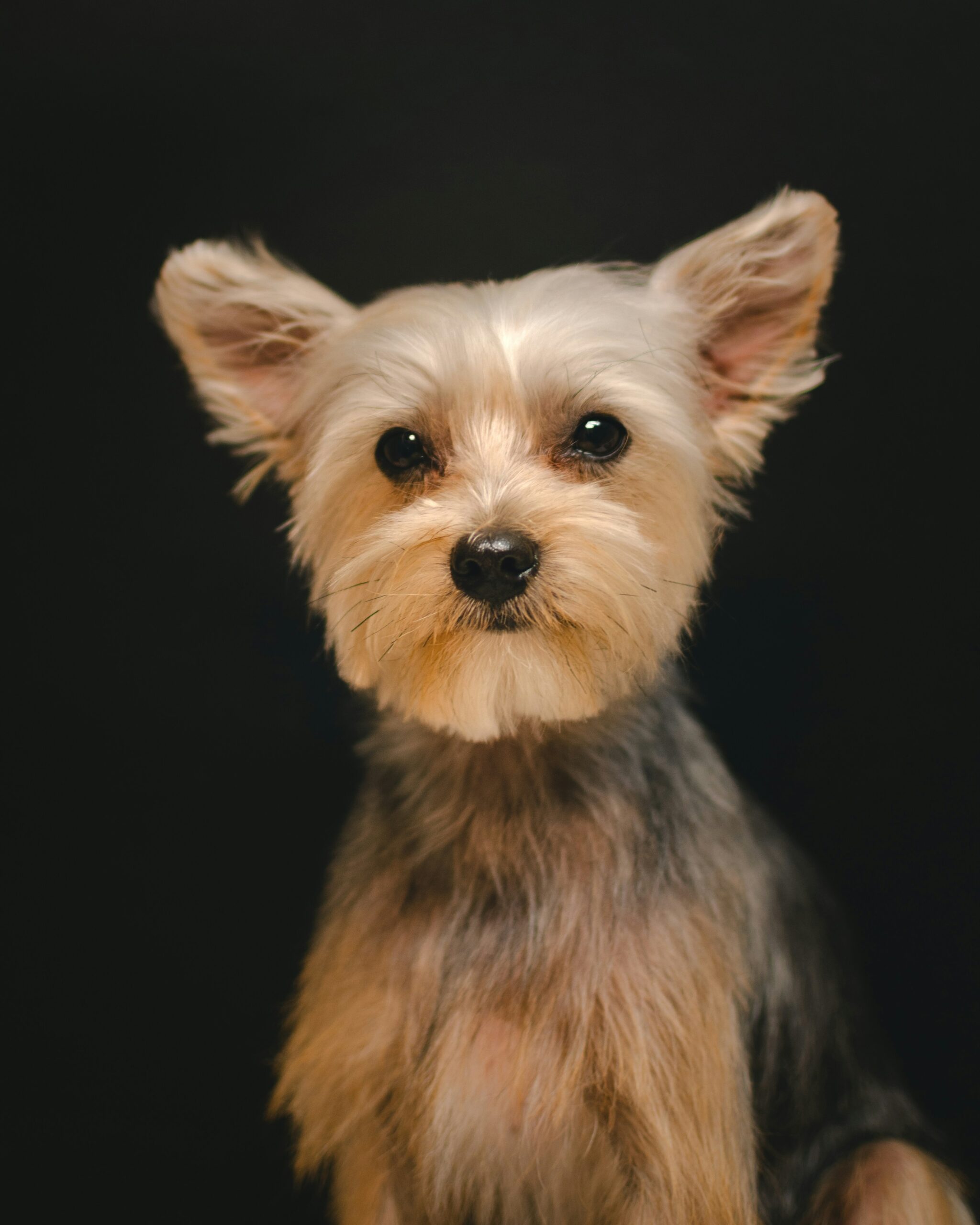 Studio portrait of a freshly groomed Yorkshire Terrier against a black background, looking straight ahead.