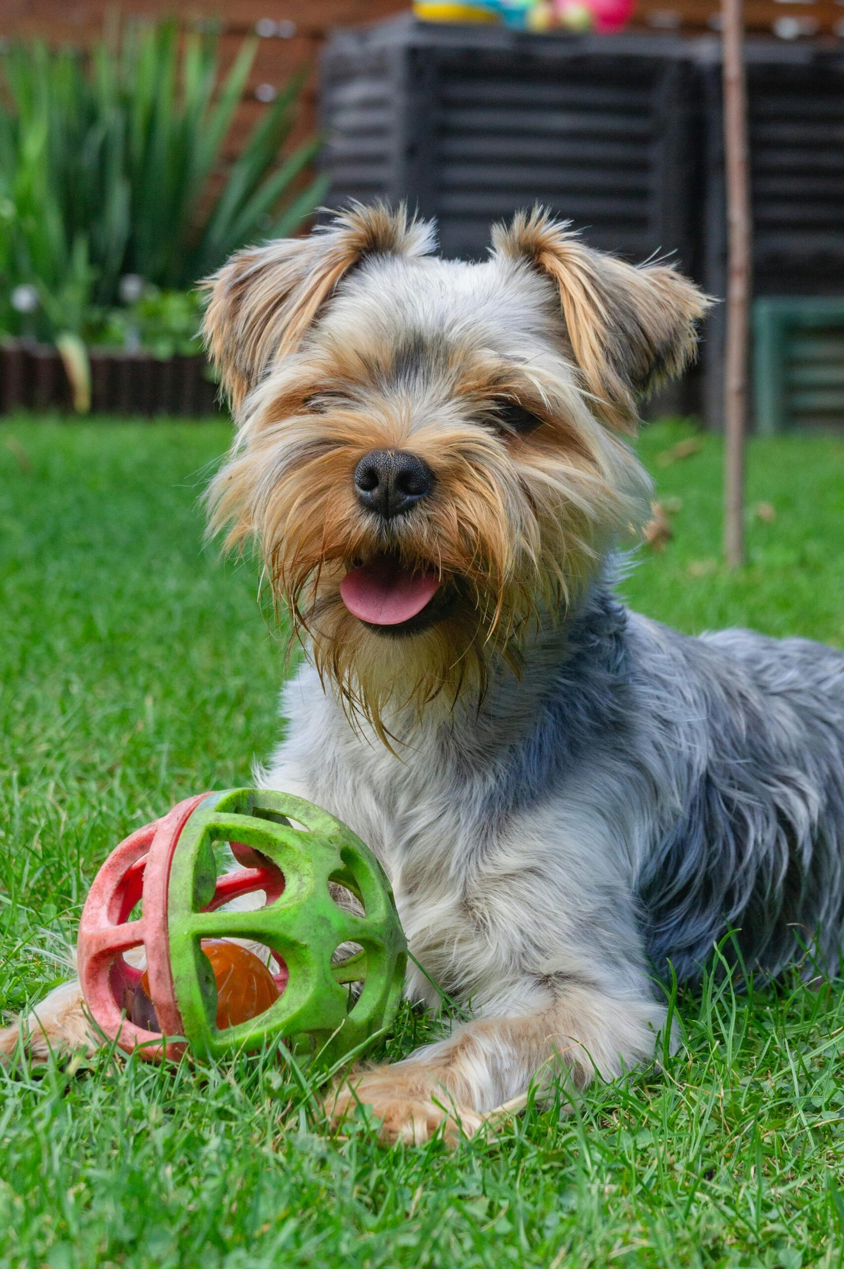 Happy Yorkshire Terrier lying in the grass with a colorful rubber ball toy between its paws in a backyard.