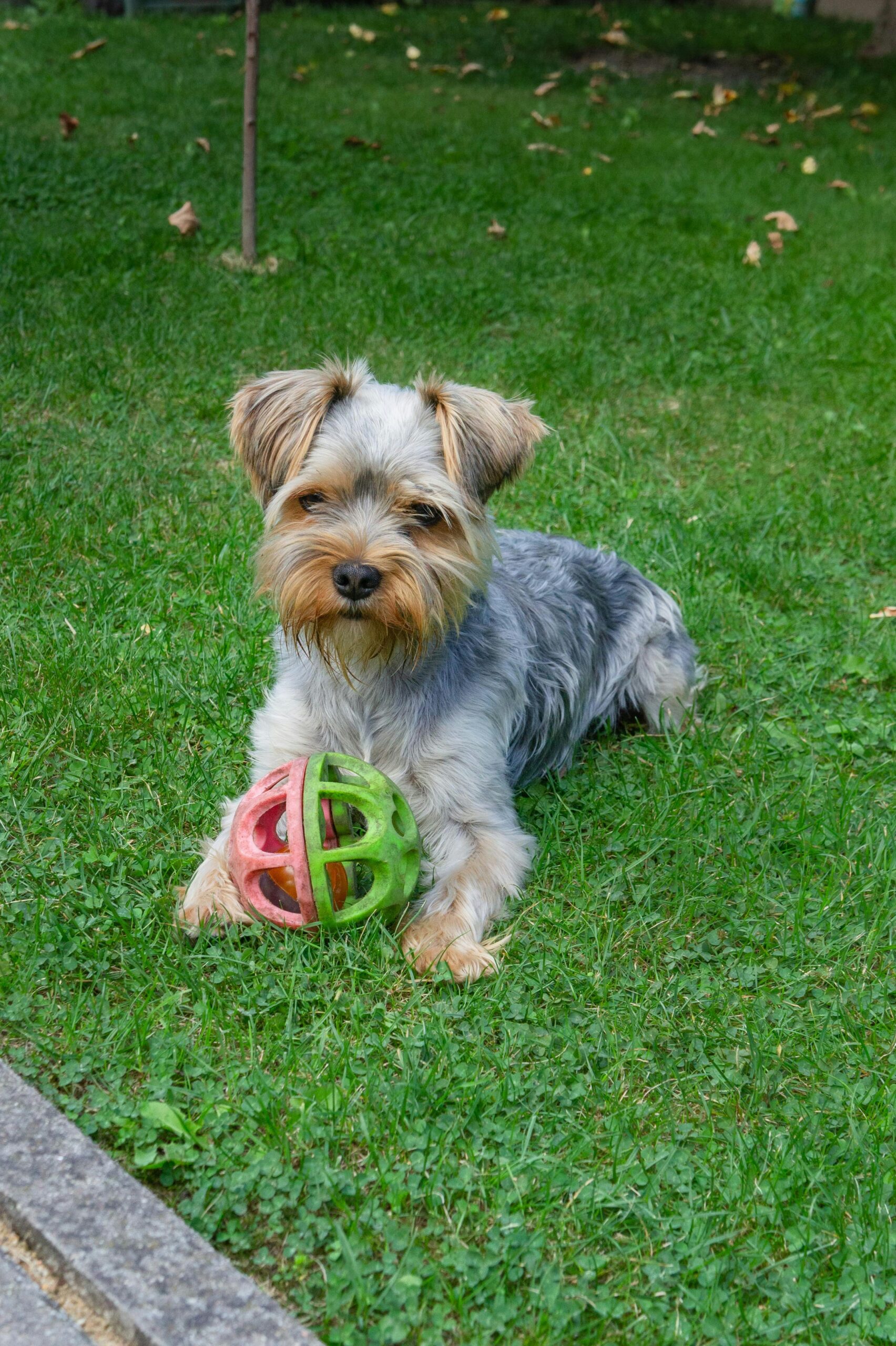 Yorkshire Terrier resting in the grass holding a green and red toy ball, looking calmly at the camera.