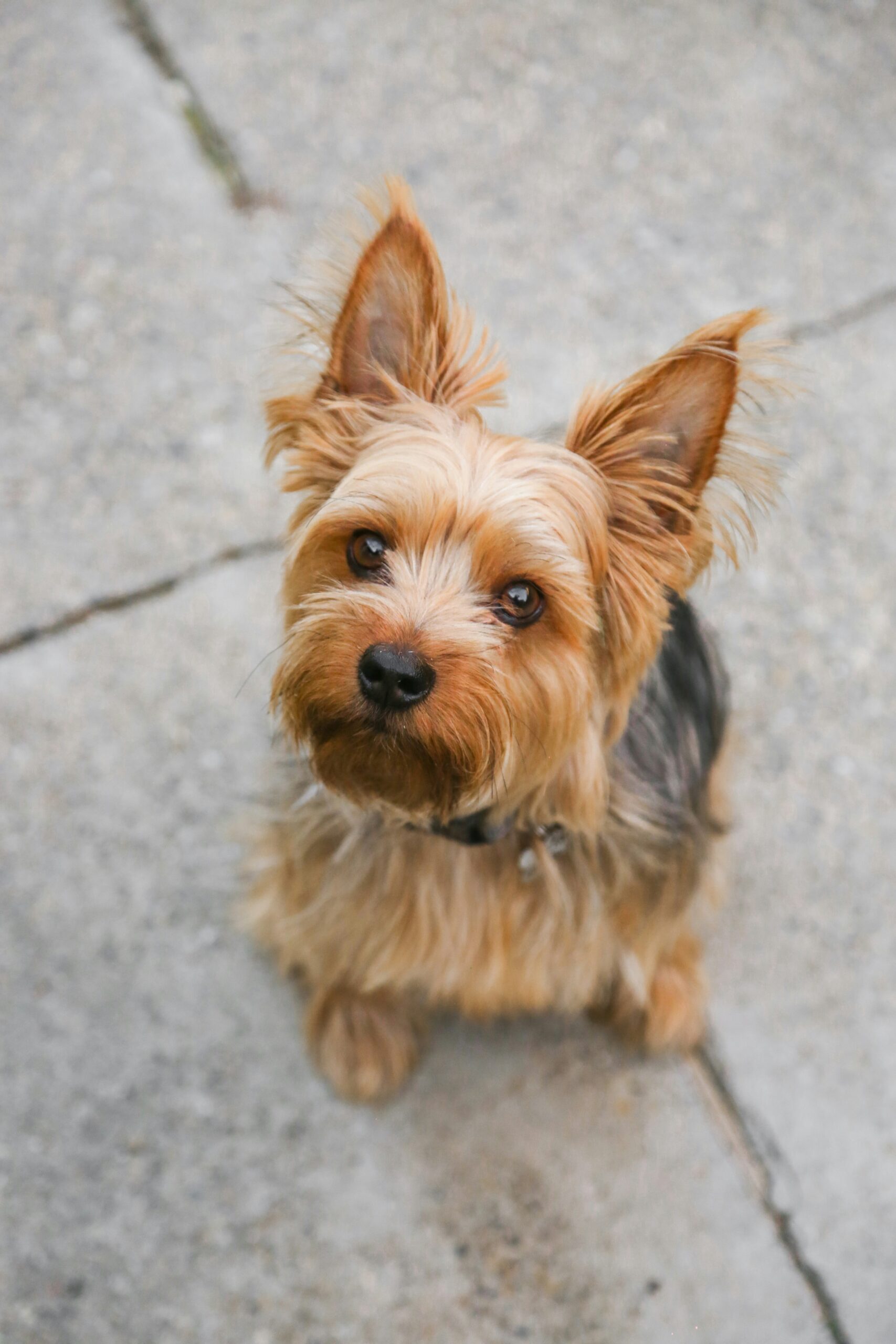 Adorable Yorkshire Terrier with silky coat sitting on concrete and tilting its head, looking up with curiosity.