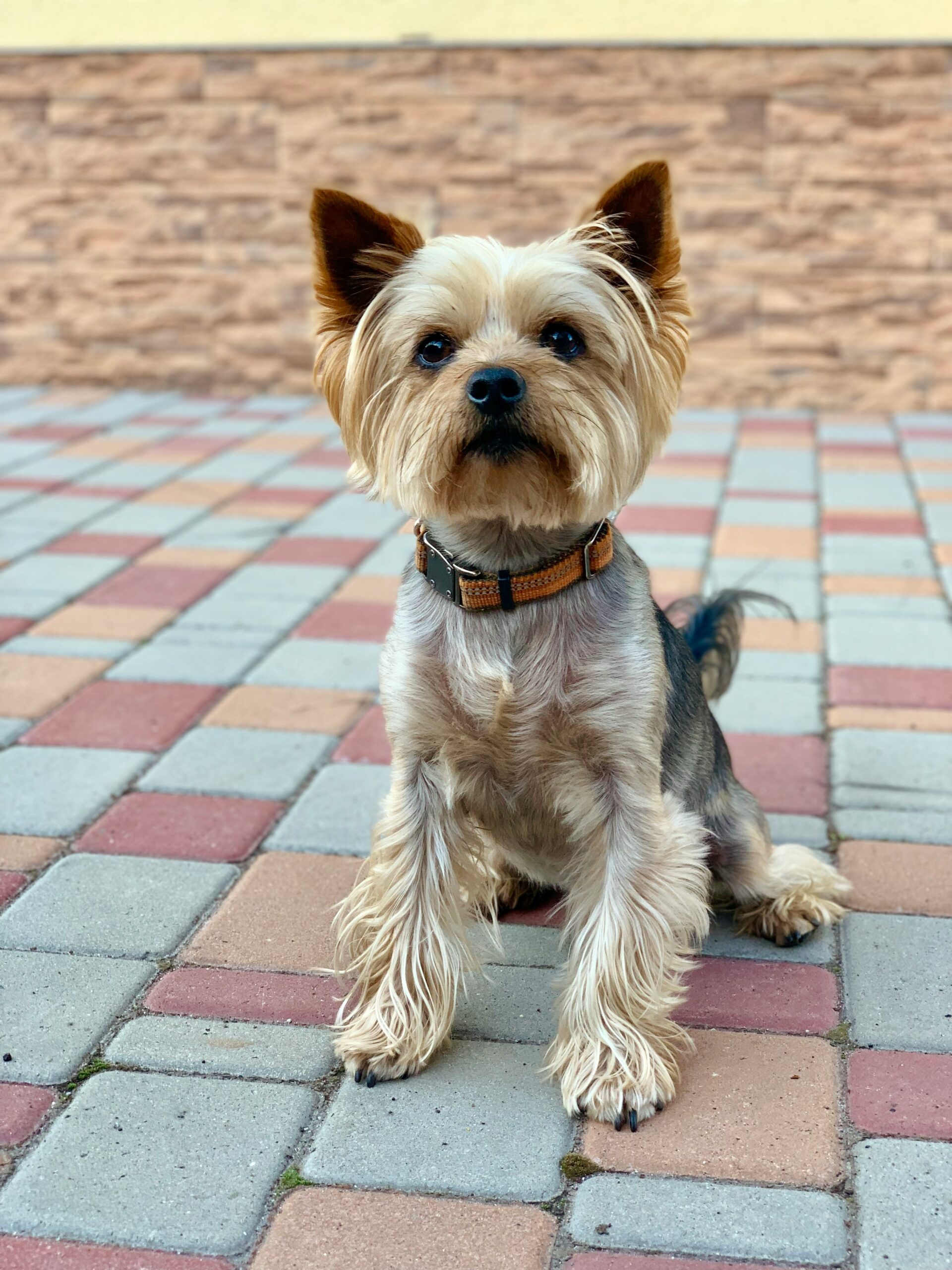 Groomed Yorkshire Terrier with trimmed fur sitting alertly on a colorful tiled floor in front of a stone wall.
