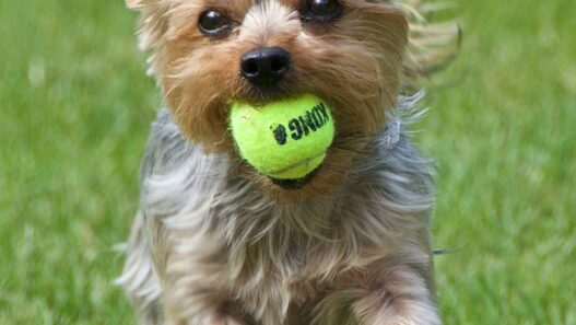 Energetic Yorkshire Terrier running on grass while holding a bright yellow tennis ball in its mouth.