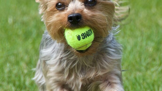 Energetic Yorkshire Terrier running on grass while holding a bright yellow tennis ball in its mouth.
