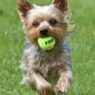 Energetic Yorkshire Terrier running on grass while holding a bright yellow tennis ball in its mouth.