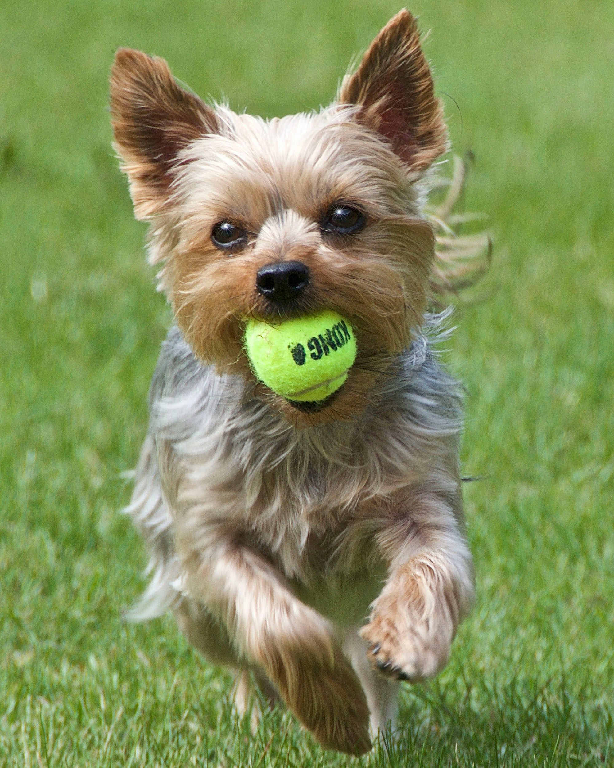 Energetic Yorkshire Terrier running on grass while holding a bright yellow tennis ball in its mouth.