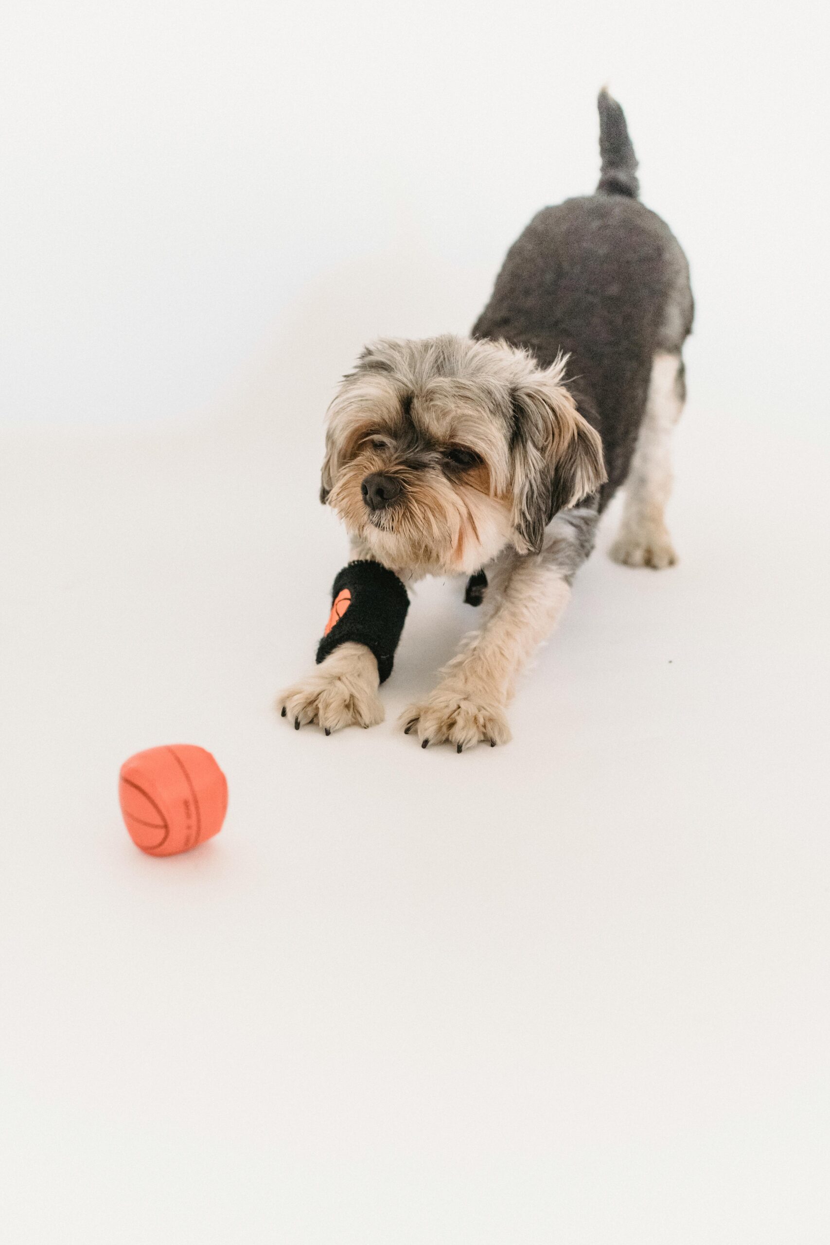 Yorkshire Terrier stretching toward a small orange ball, wearing a black sports wristband