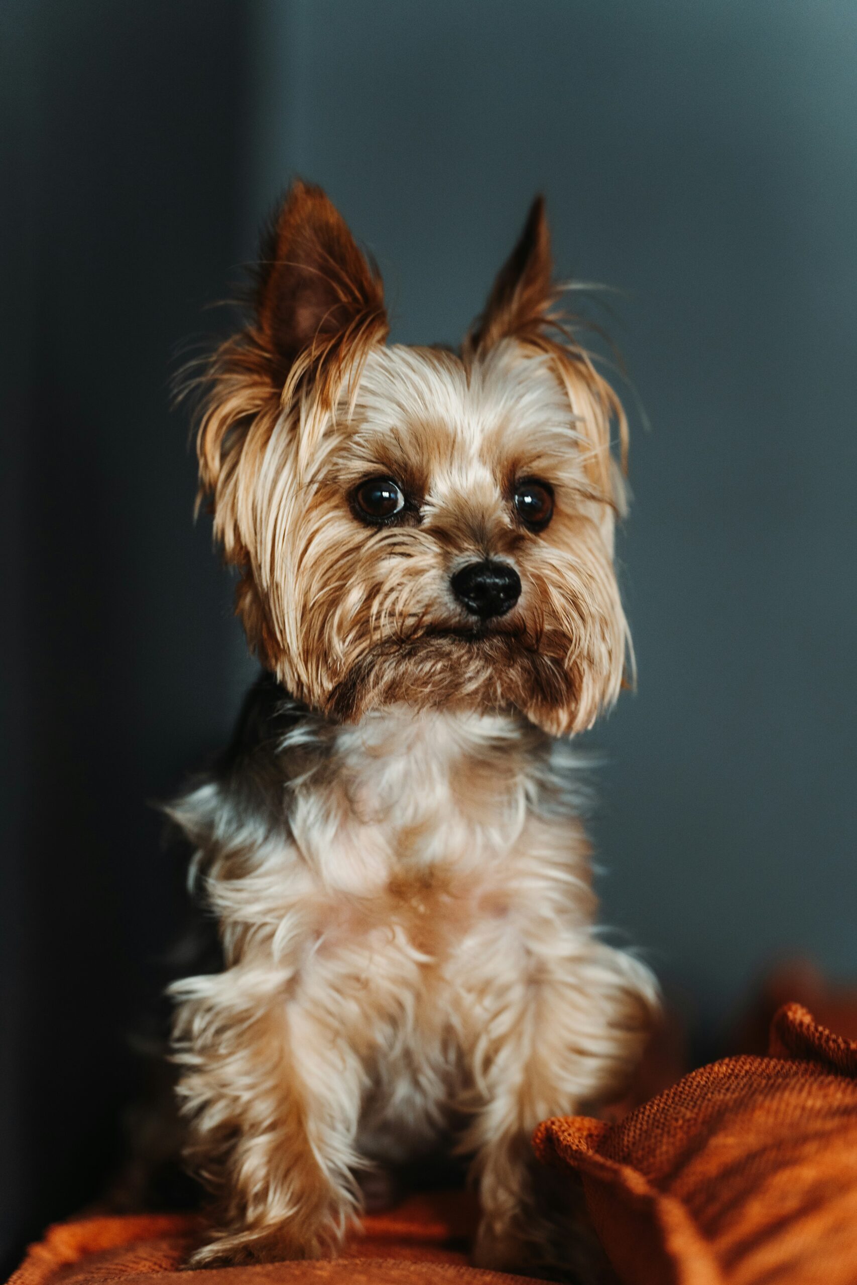 Yorkshire Terrier with a rich coat sitting indoors on an orange cushion, attentively looking to the side.