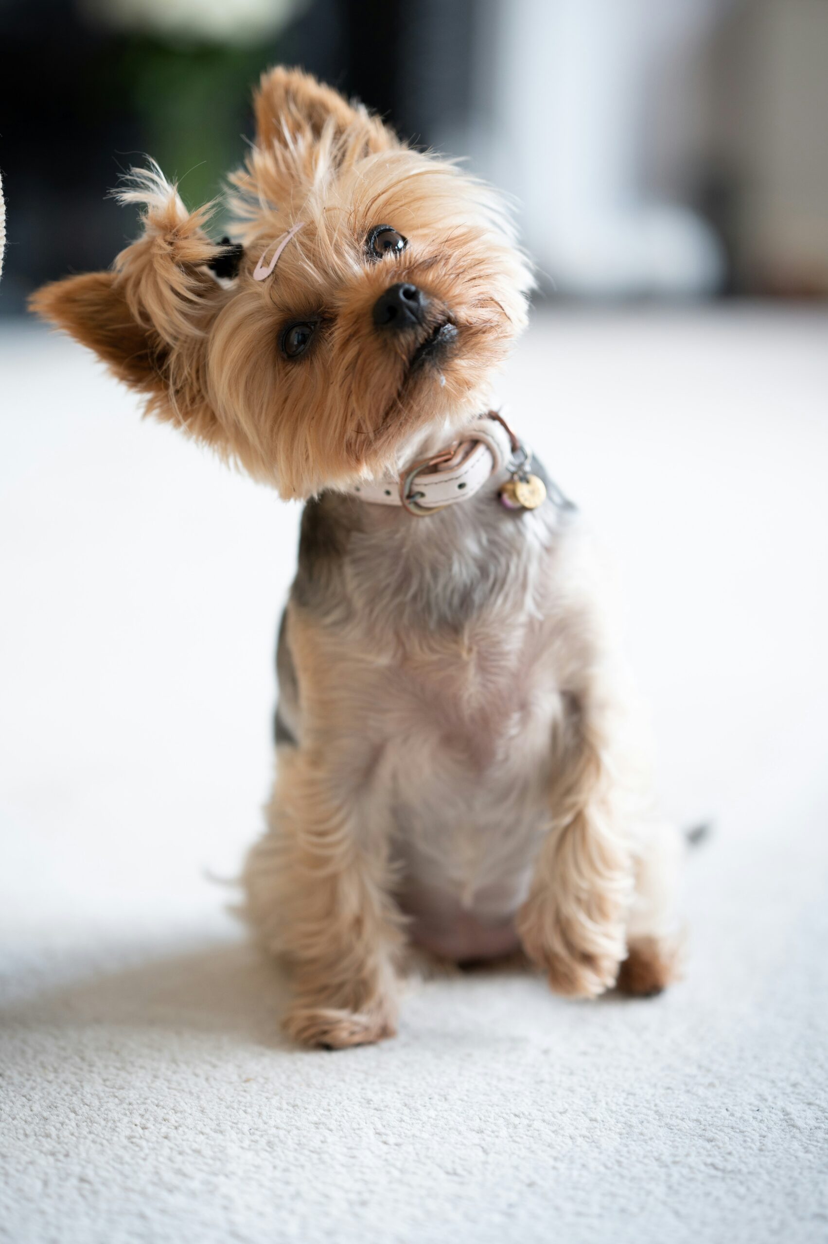 Yorkshire Terrier with a pink bow on her head and white collar, tilting head inquisitively indoors on a light carpet.