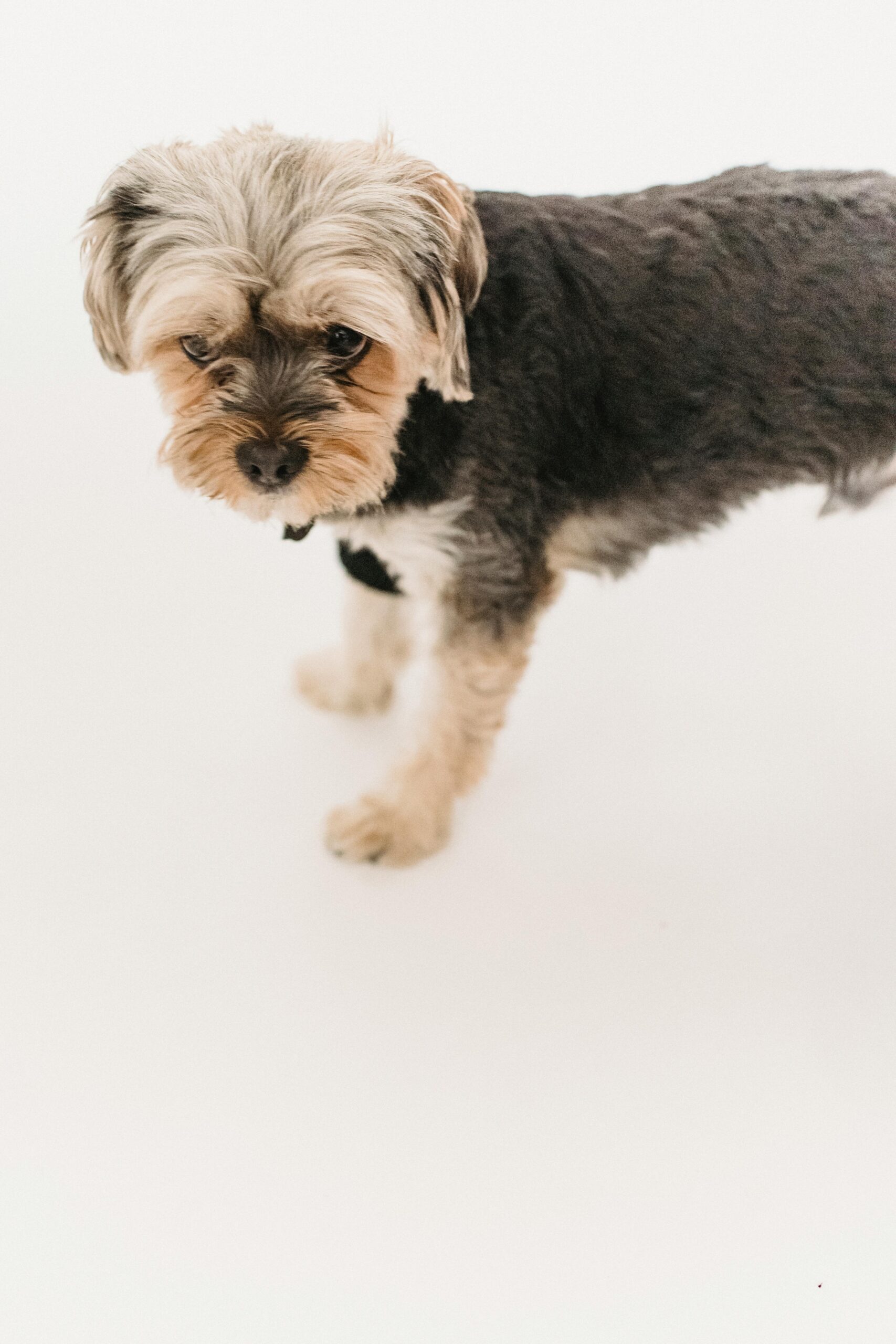 Yorkshire Terrier standing on white background, gazing sideways with a slightly tilted head