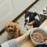 Does the Farmer's dog food expire?