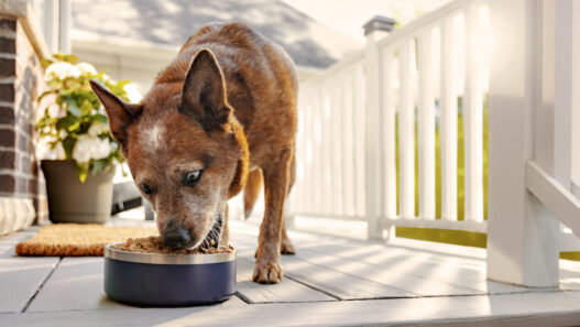 does the farmer's dog food need to be warmed up/heated?