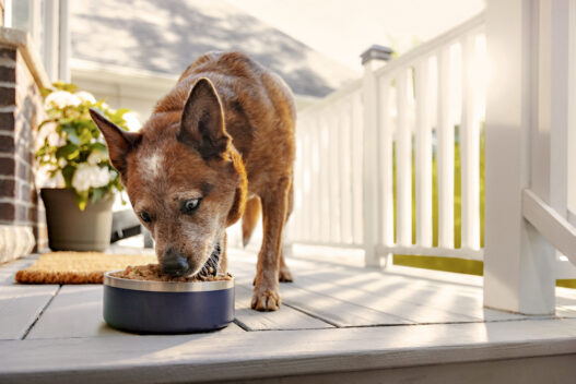 does the farmer's dog food need to be warmed up/heated?