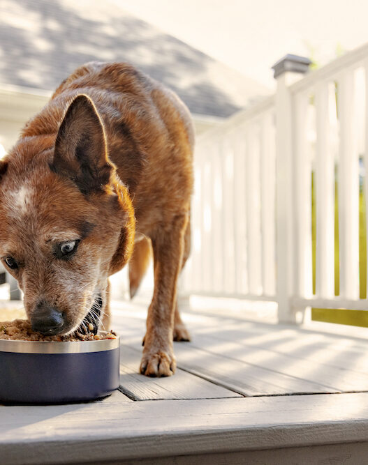 does the farmer's dog food need to be warmed up/heated?
