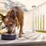 does the farmer's dog food need to be warmed up/heated?