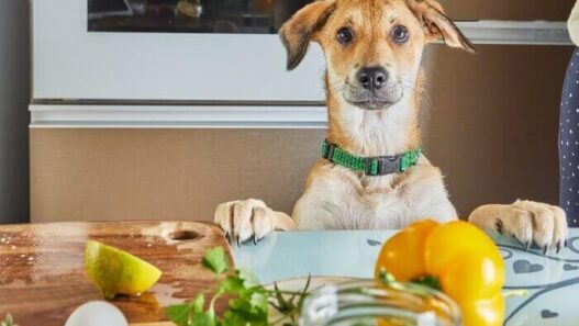 Is The Farmer's Dog keto?