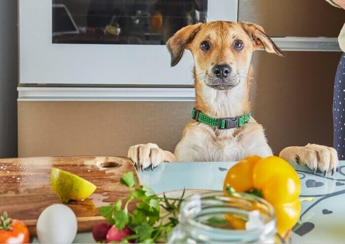 Is The Farmer's Dog keto?