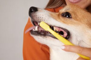 Is Farmer's Dog bad for teeth?